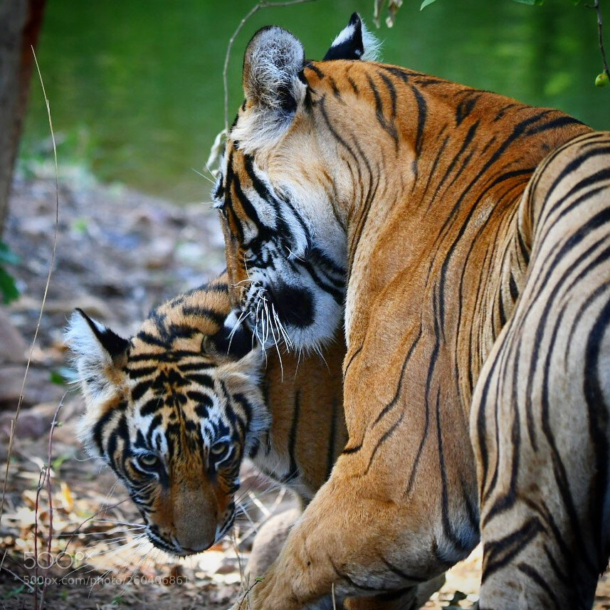 Nikon D500 sample photo. The petulant cub photography