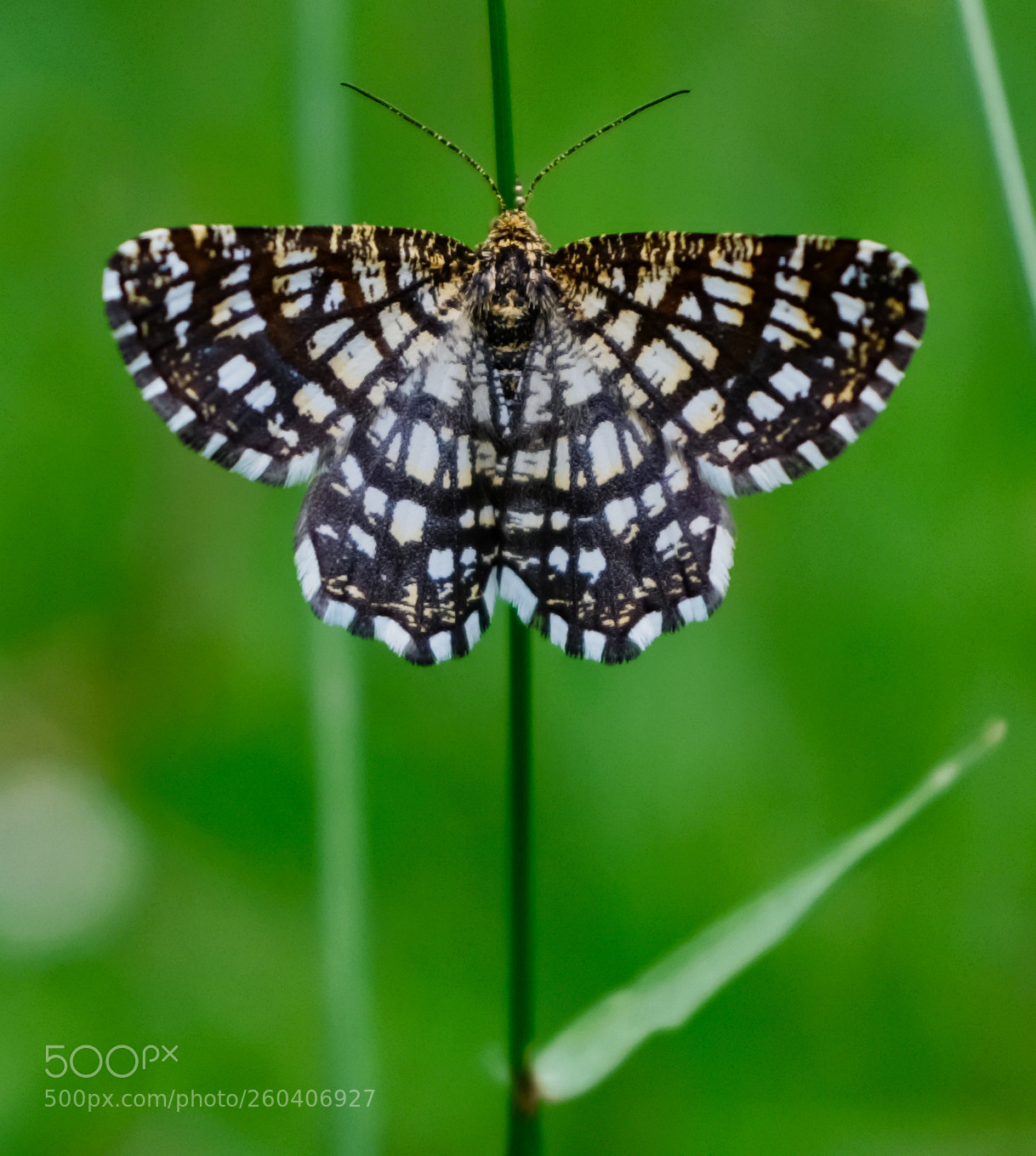 Fujifilm X100F sample photo. Butterfly photography