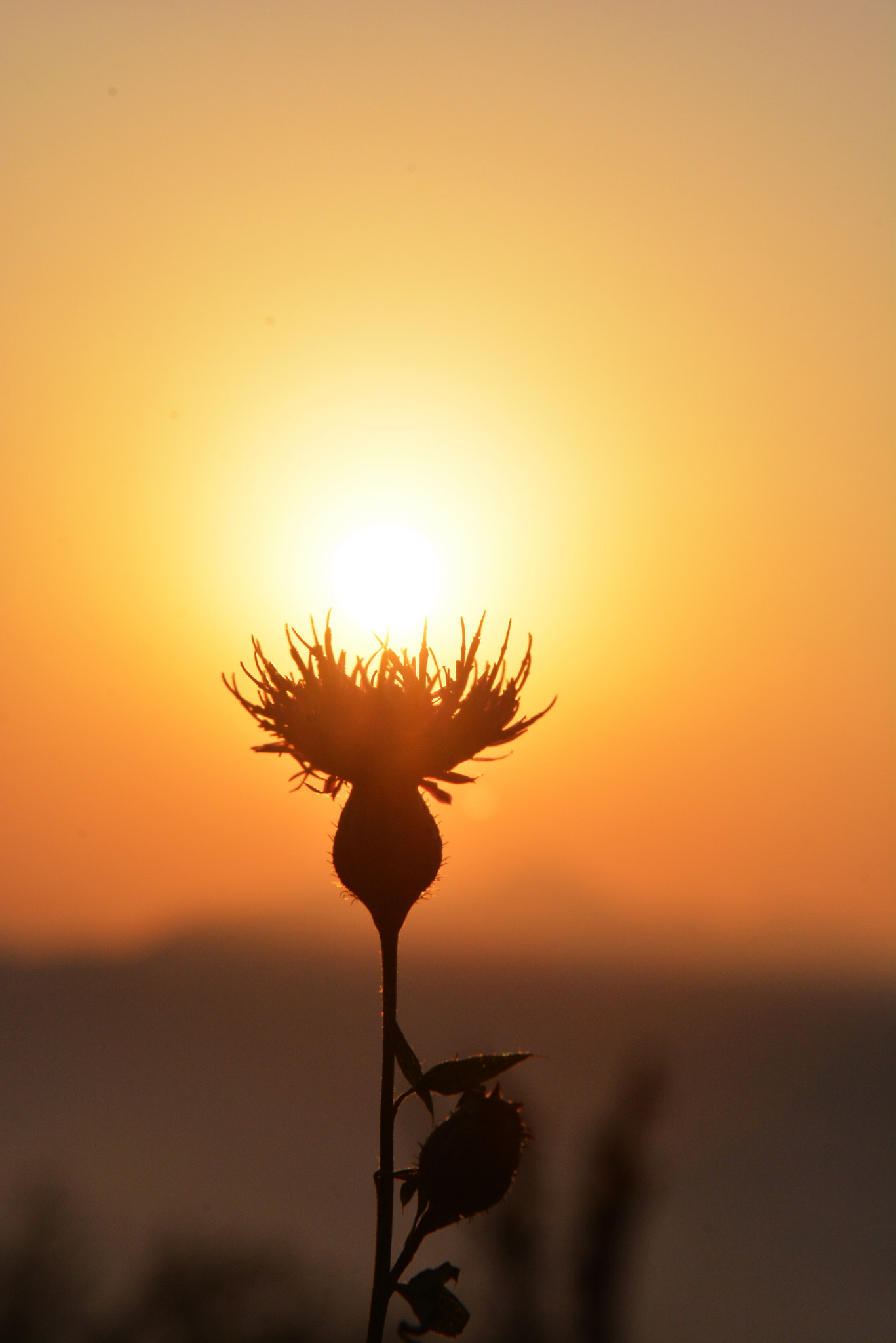 Nikon D7100 sample photo