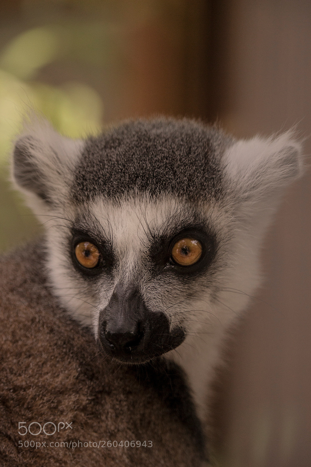 Canon EOS 700D (EOS Rebel T5i / EOS Kiss X7i) sample photo. Lemur photography
