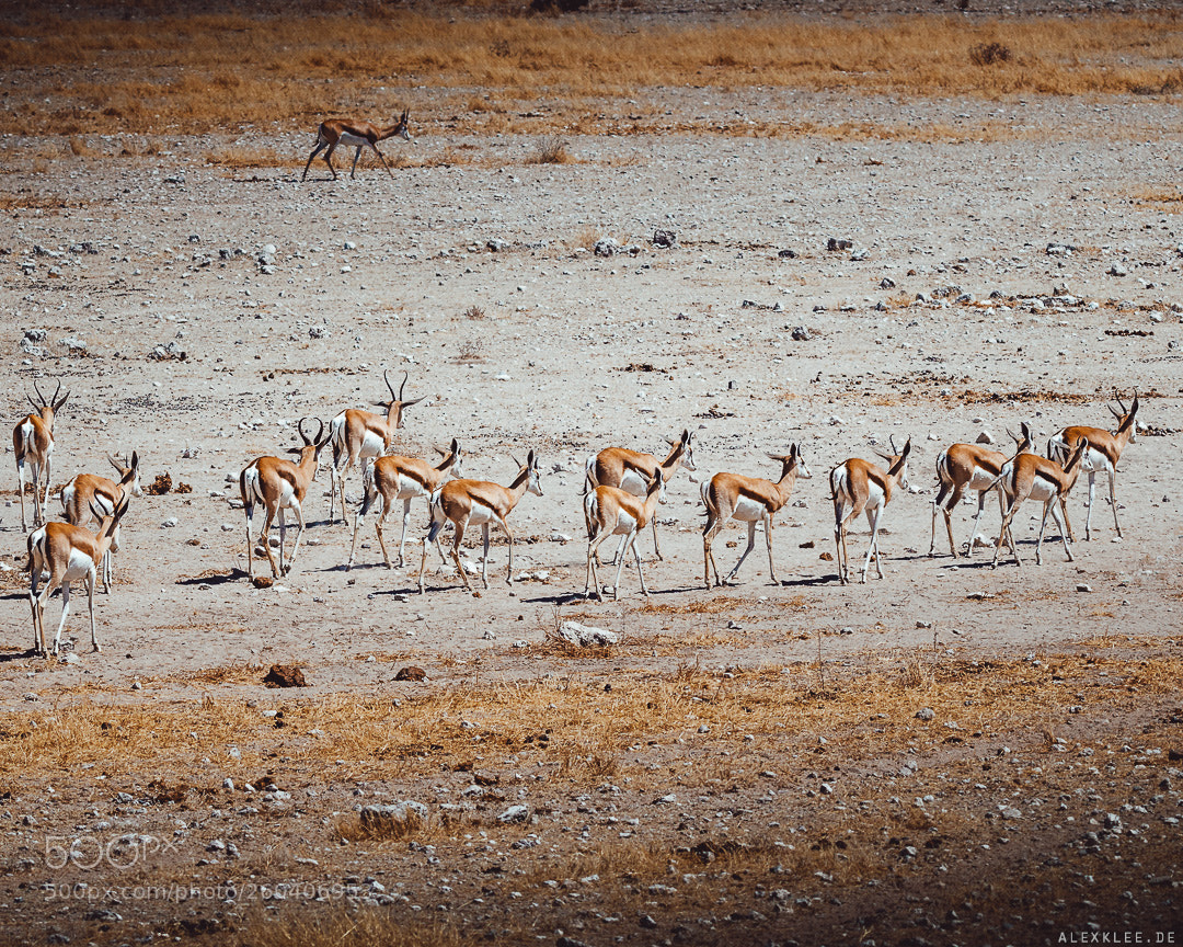 Canon EOS 7D Mark II sample photo. The springbok herd photography