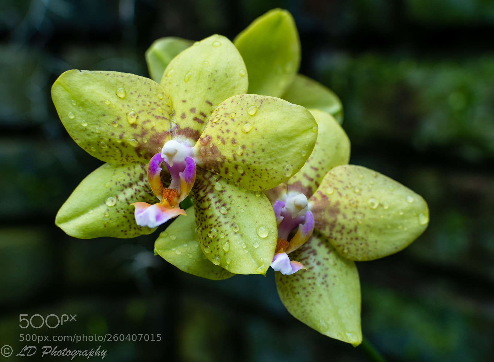 Nikon D7200 sample photo. Yellow orchid photography