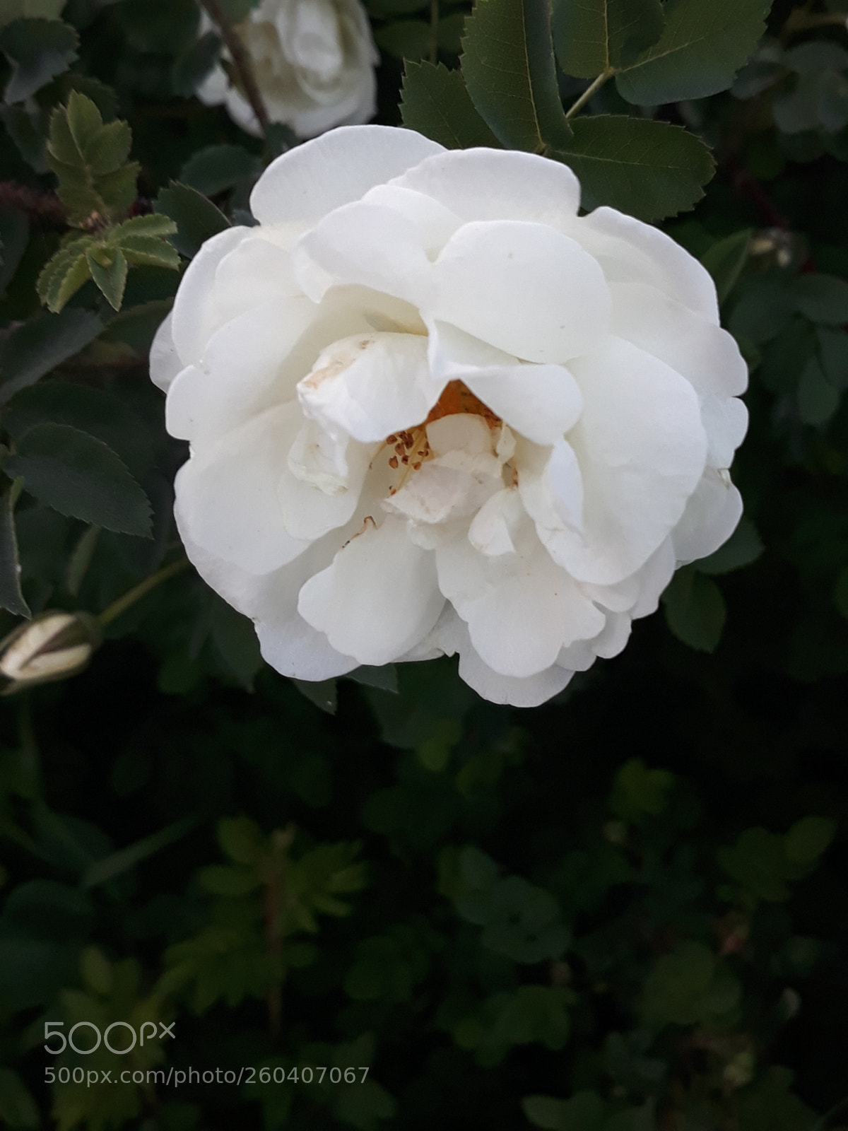 Samsung Galaxy J7 sample photo. Untitled photography