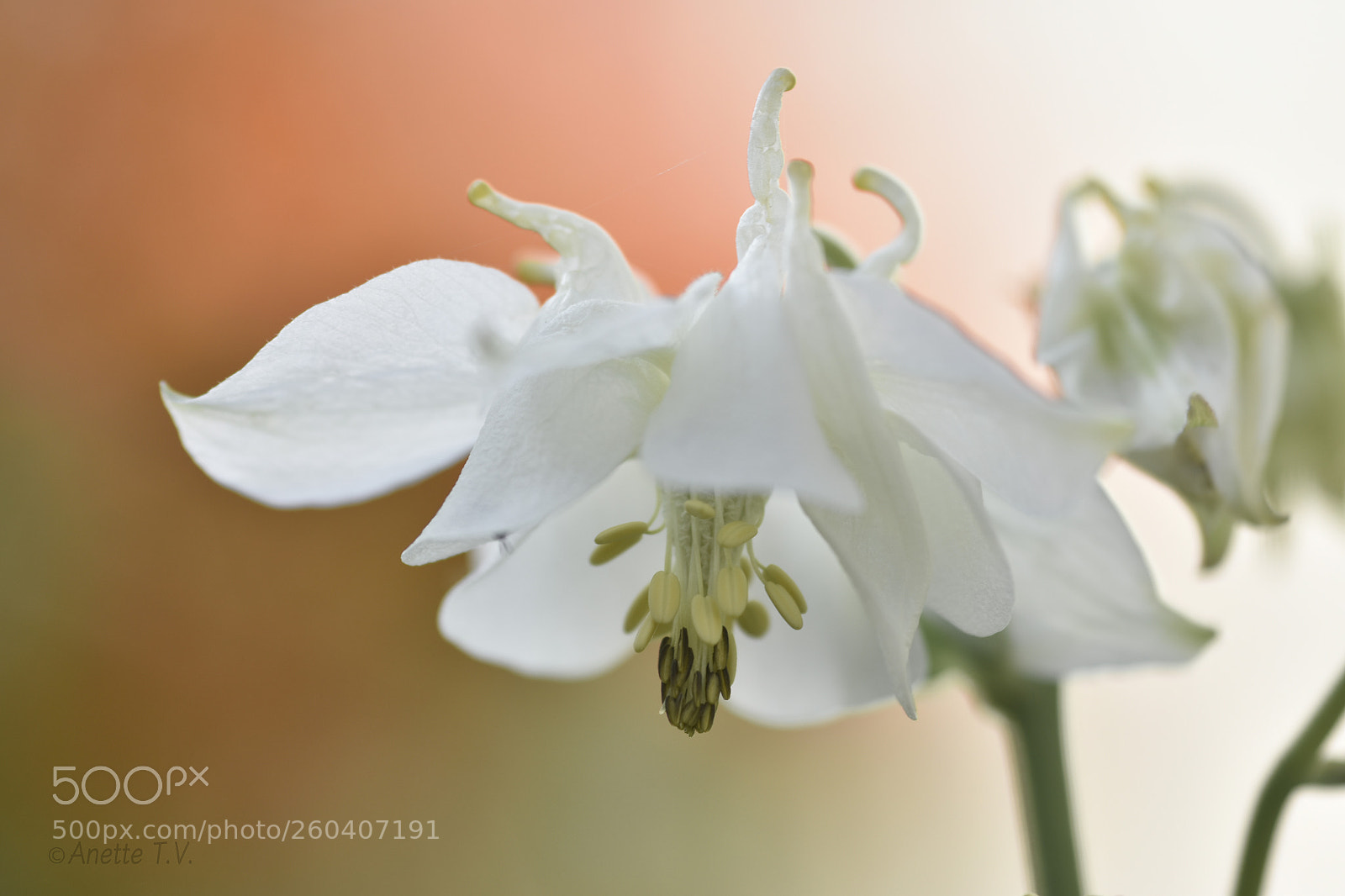 Nikon D5500 sample photo. White beauty .. photography