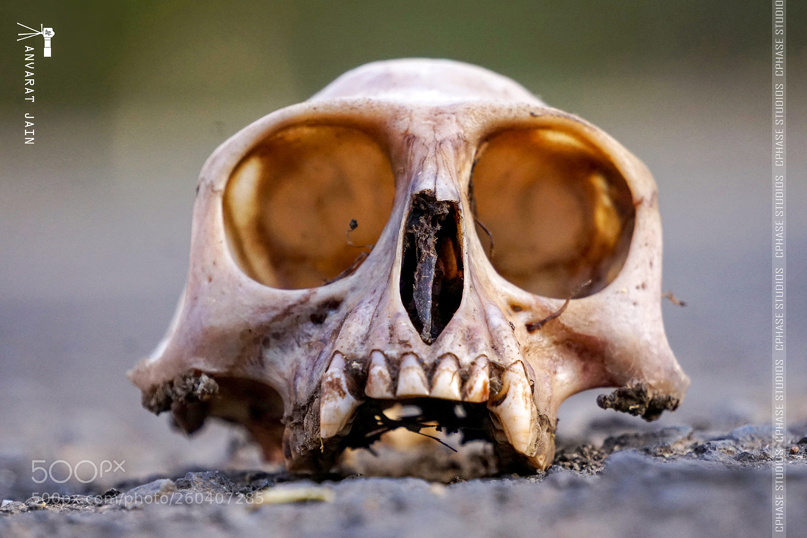 Sony a6000 sample photo. Monkey skull photography