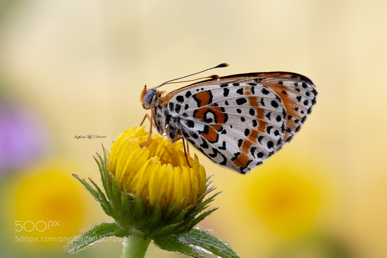 Canon EOS 6D sample photo. Nel giardino che nessuno photography
