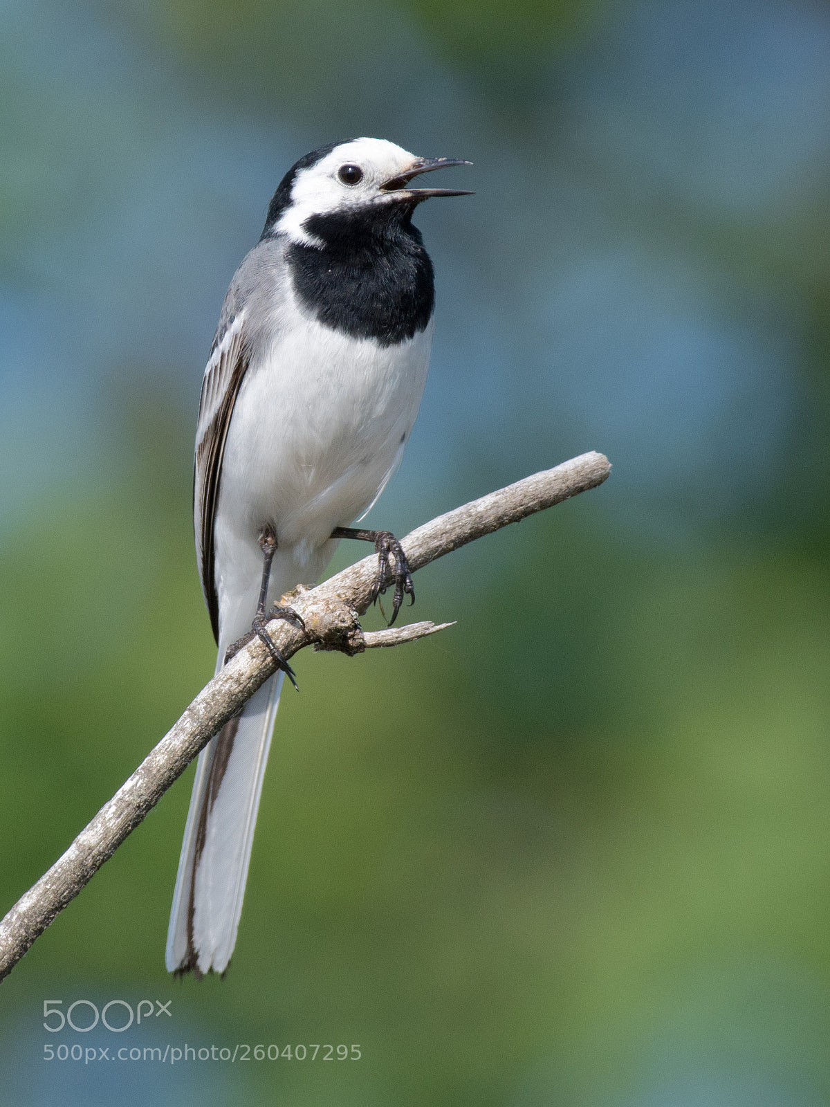 Nikon D500 sample photo. White wagtail photography