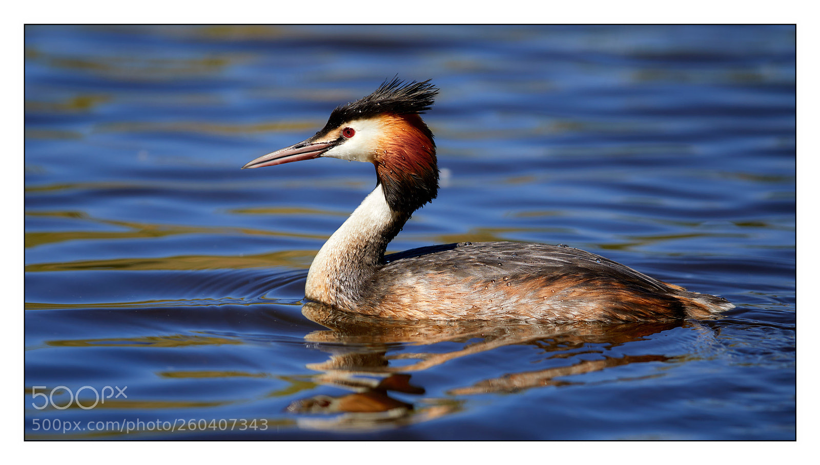 Canon EOS 5D Mark IV sample photo. Floating on water photography