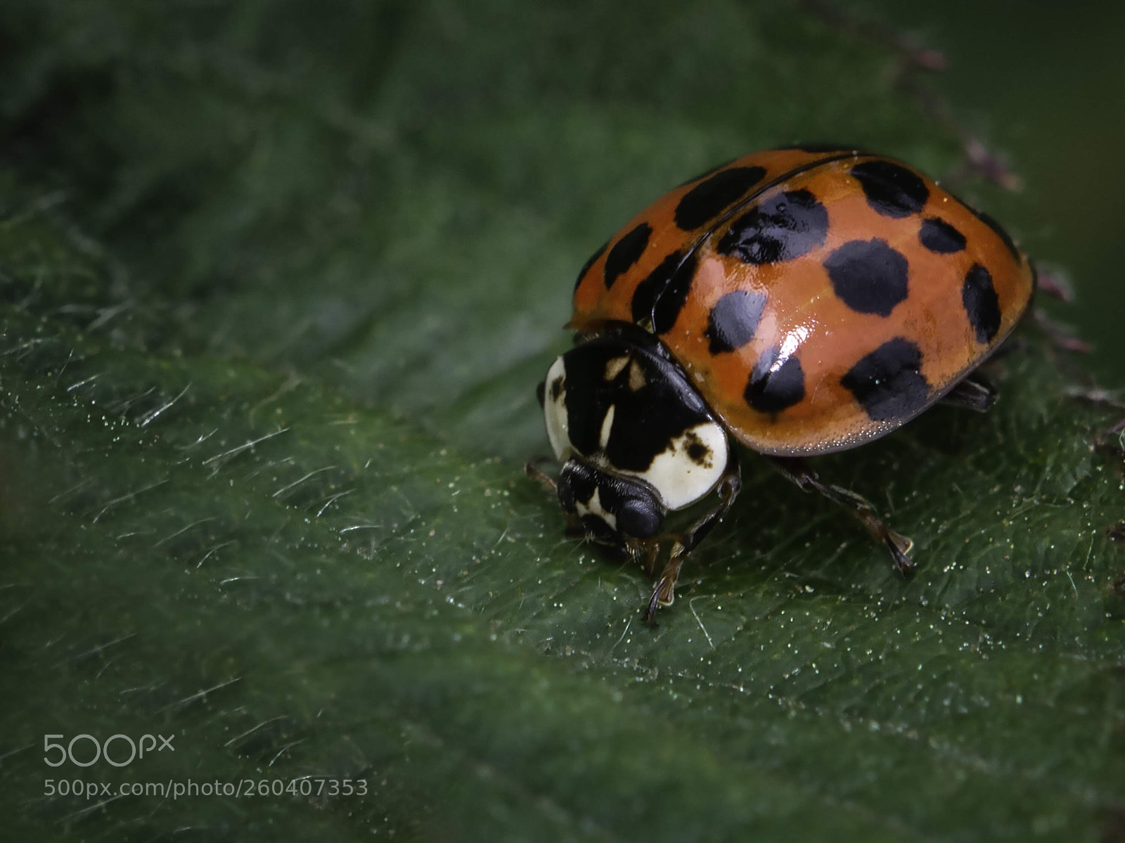 Nikon D7100 sample photo. Lady bird close up photography