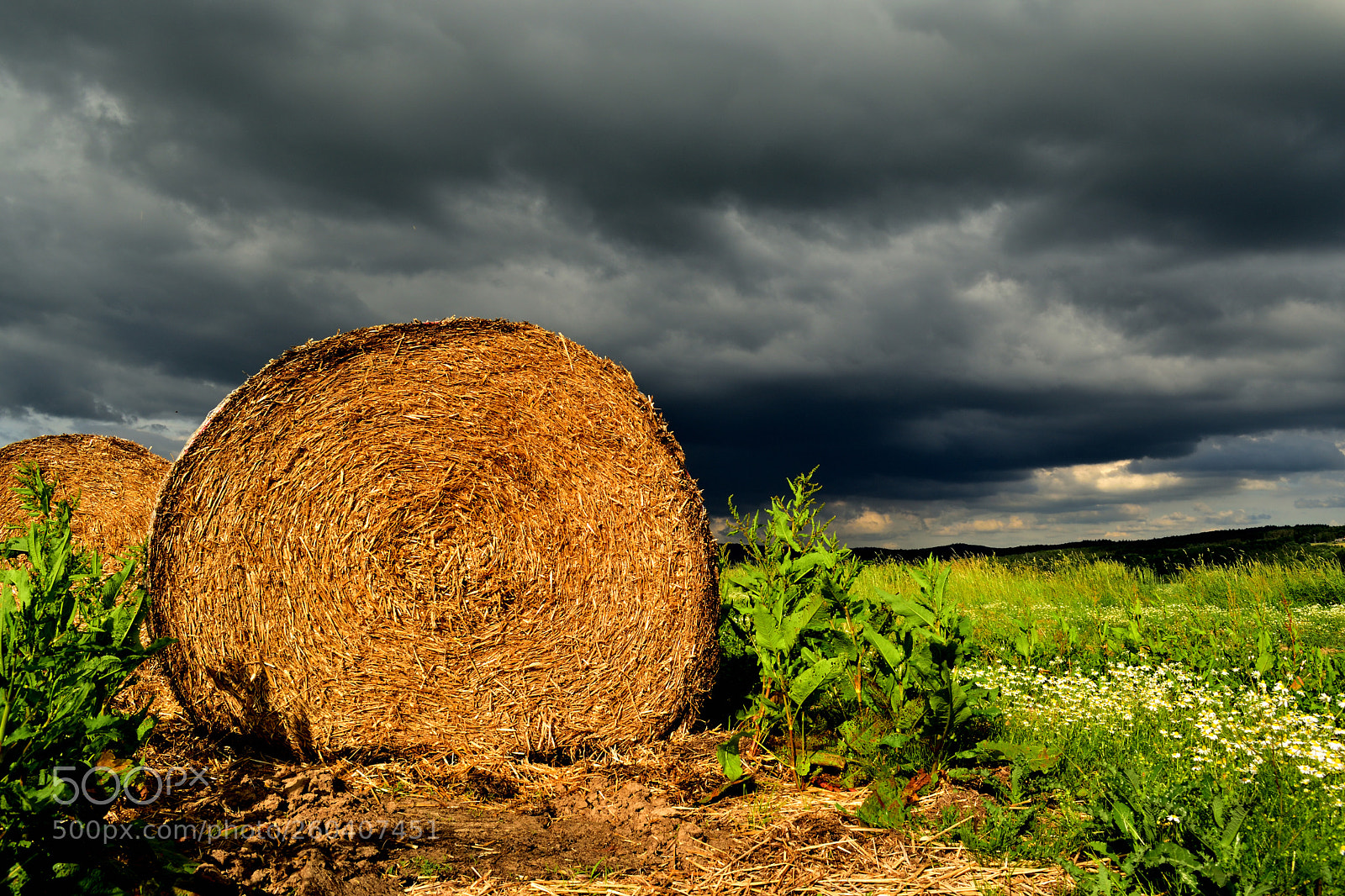 Nikon D5600 sample photo. Mit der sonne im photography