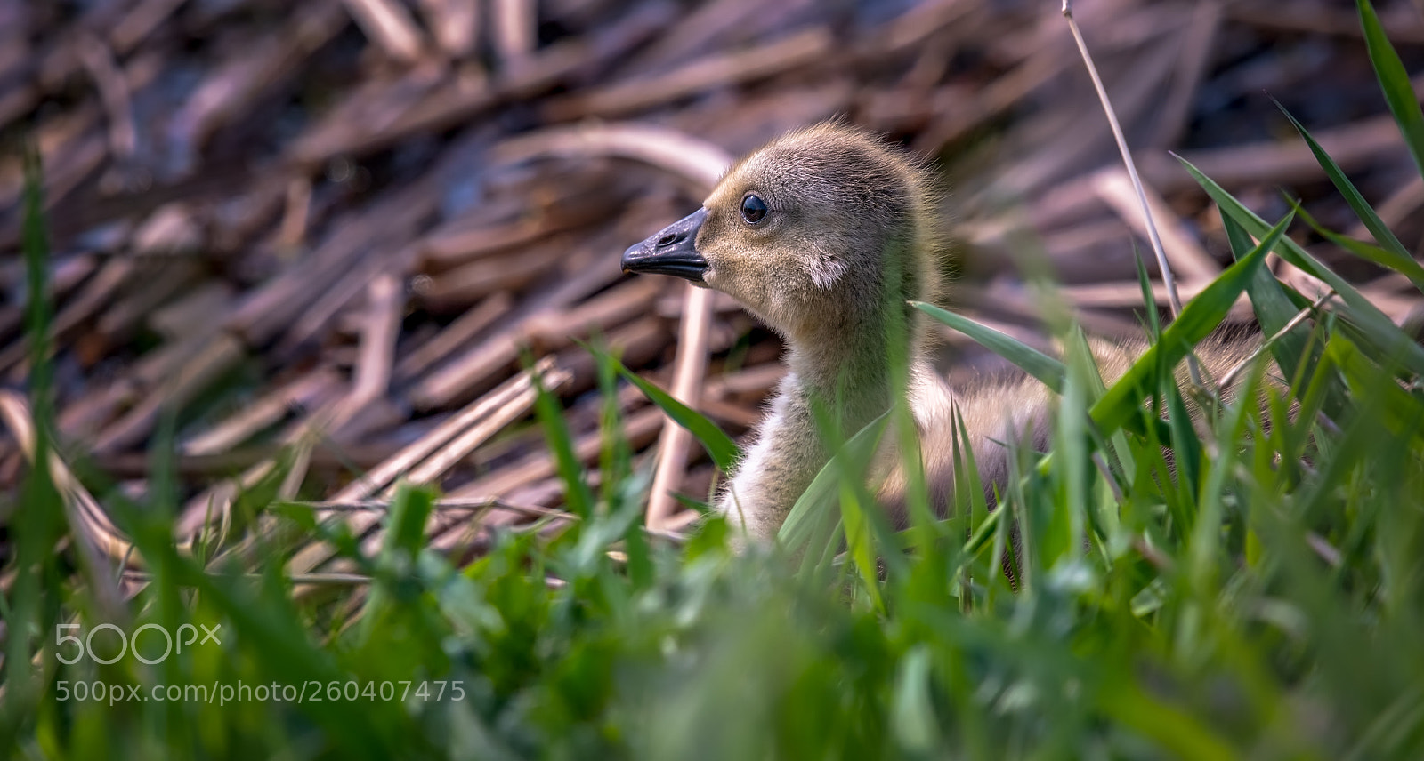 Nikon D500 sample photo. Canada gosling photography