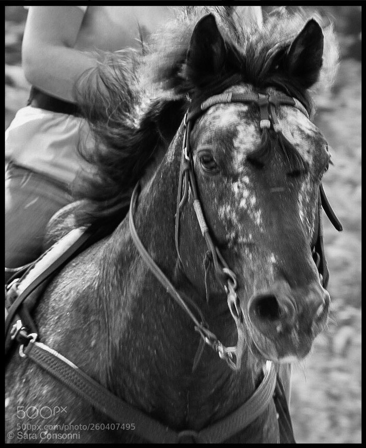 Nikon D7200 sample photo. A cavallo photography