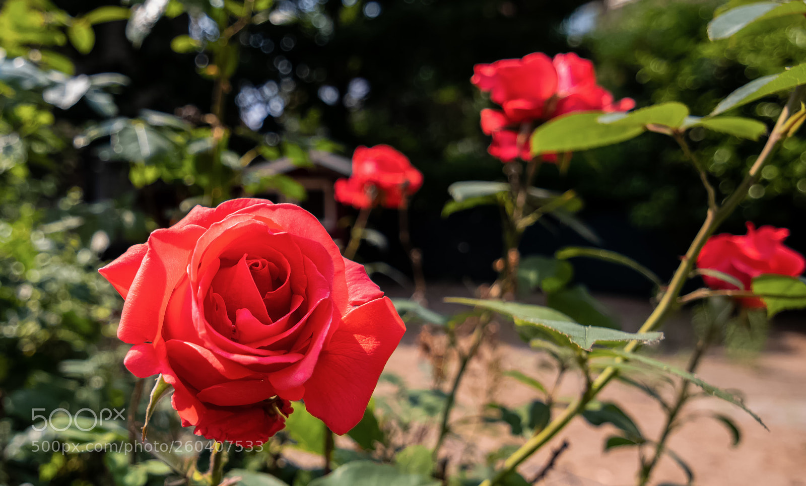 Canon EOS 80D sample photo. Rose photography
