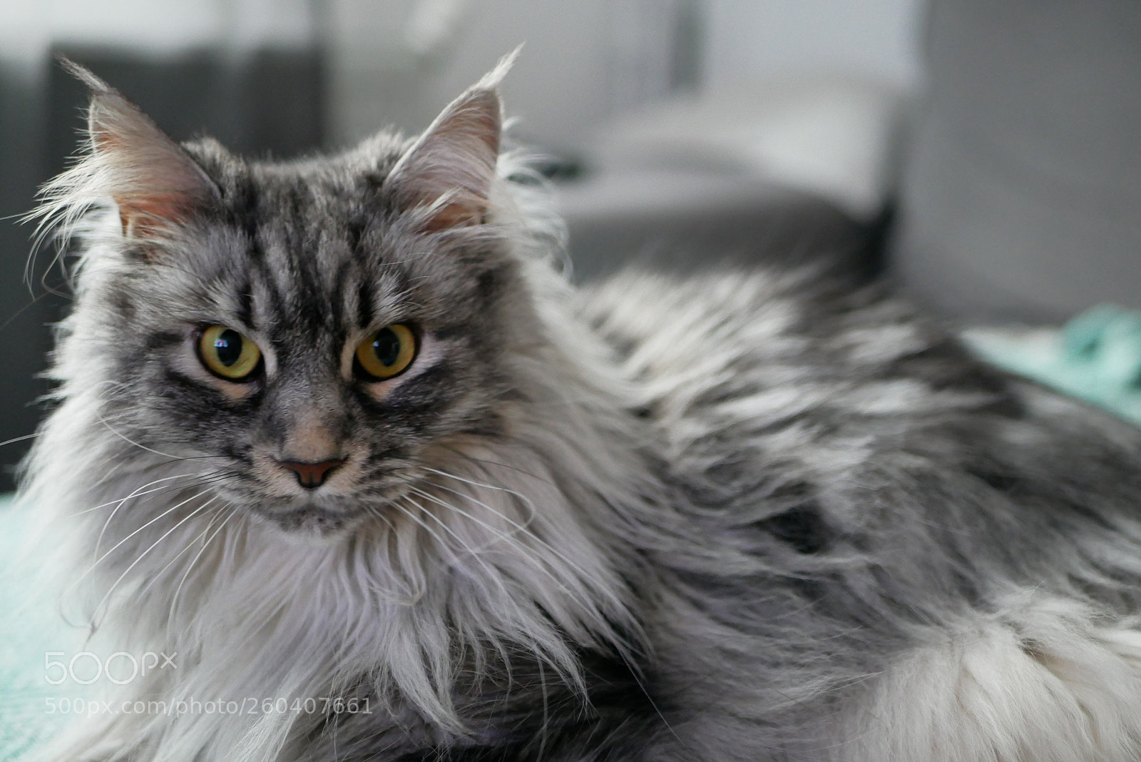 Panasonic Lumix DMC-GX85 (Lumix DMC-GX80 / Lumix DMC-GX7 Mark II) sample photo. Nahema photography