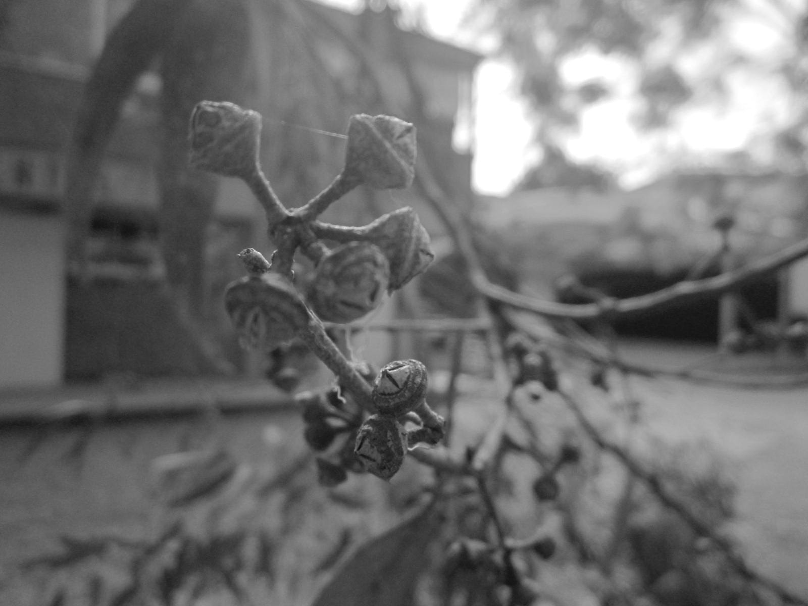 Canon PowerShot A2200 sample photo. Alcance photography
