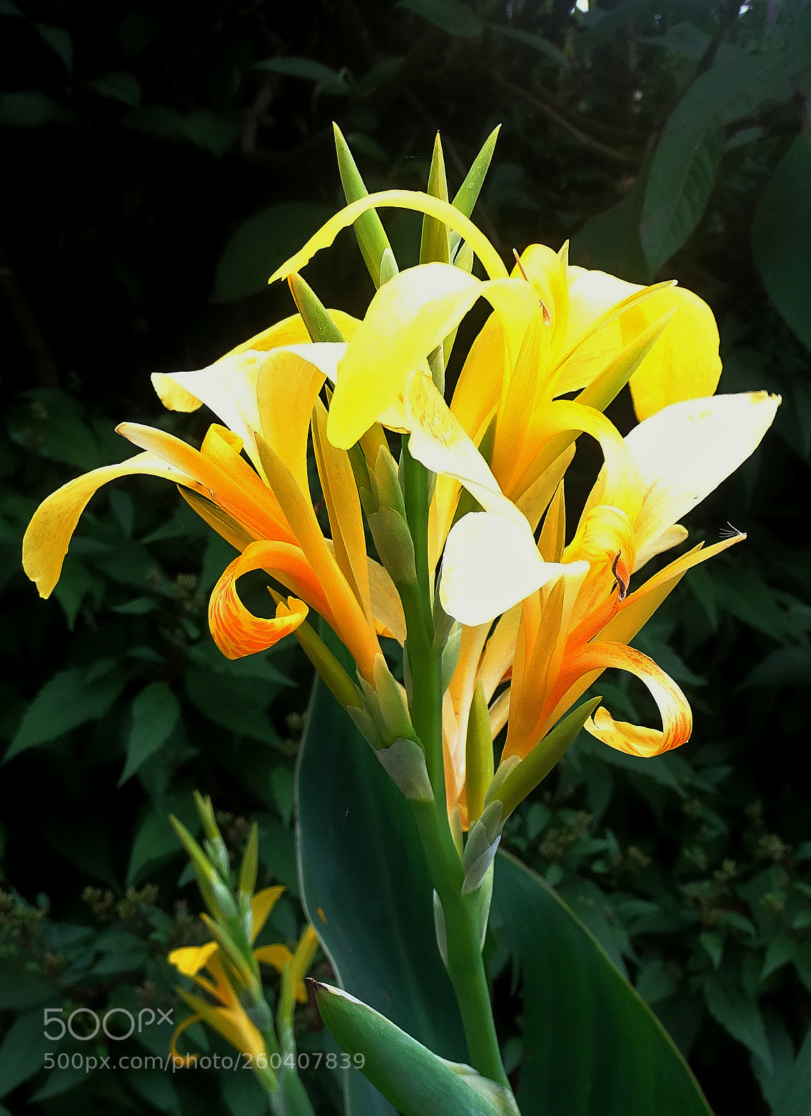 Sony Cyber-shot DSC-HX400V sample photo. Yellow flowers photography