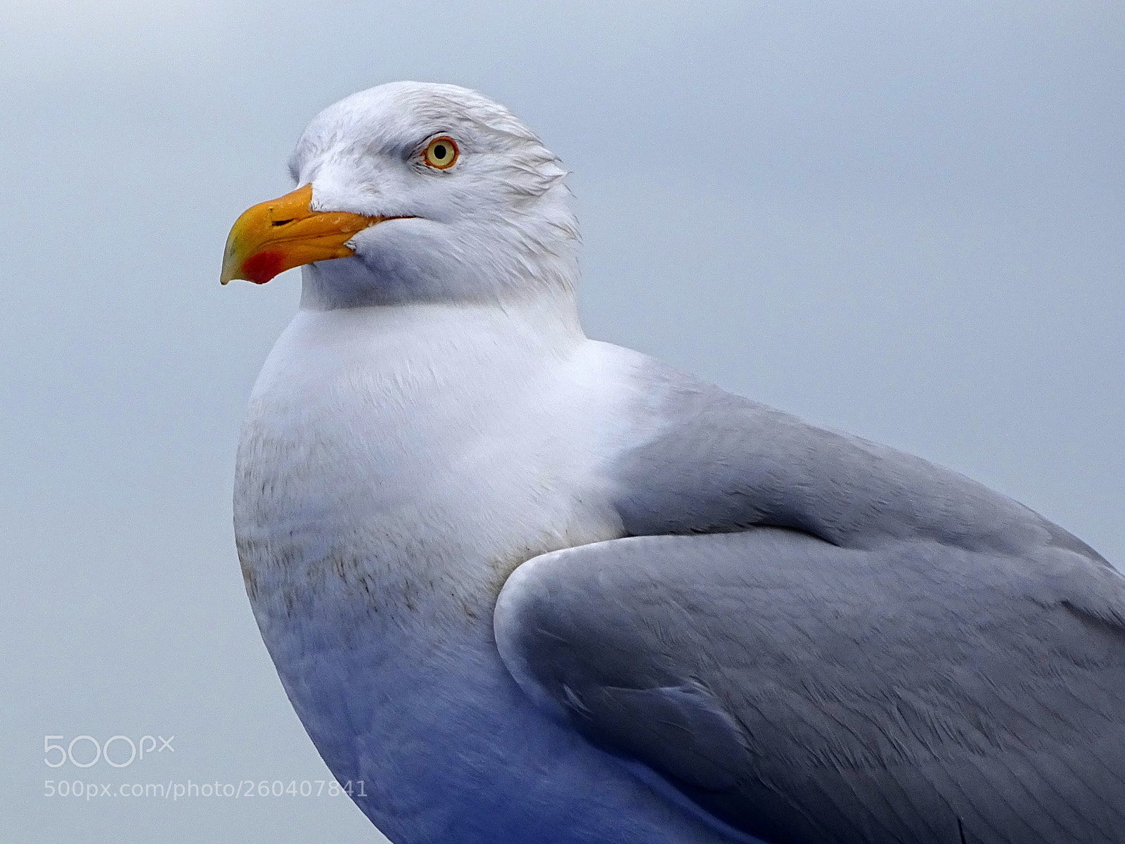 Sony Cyber-shot DSC-HX400V sample photo. Portrait of a gull photography