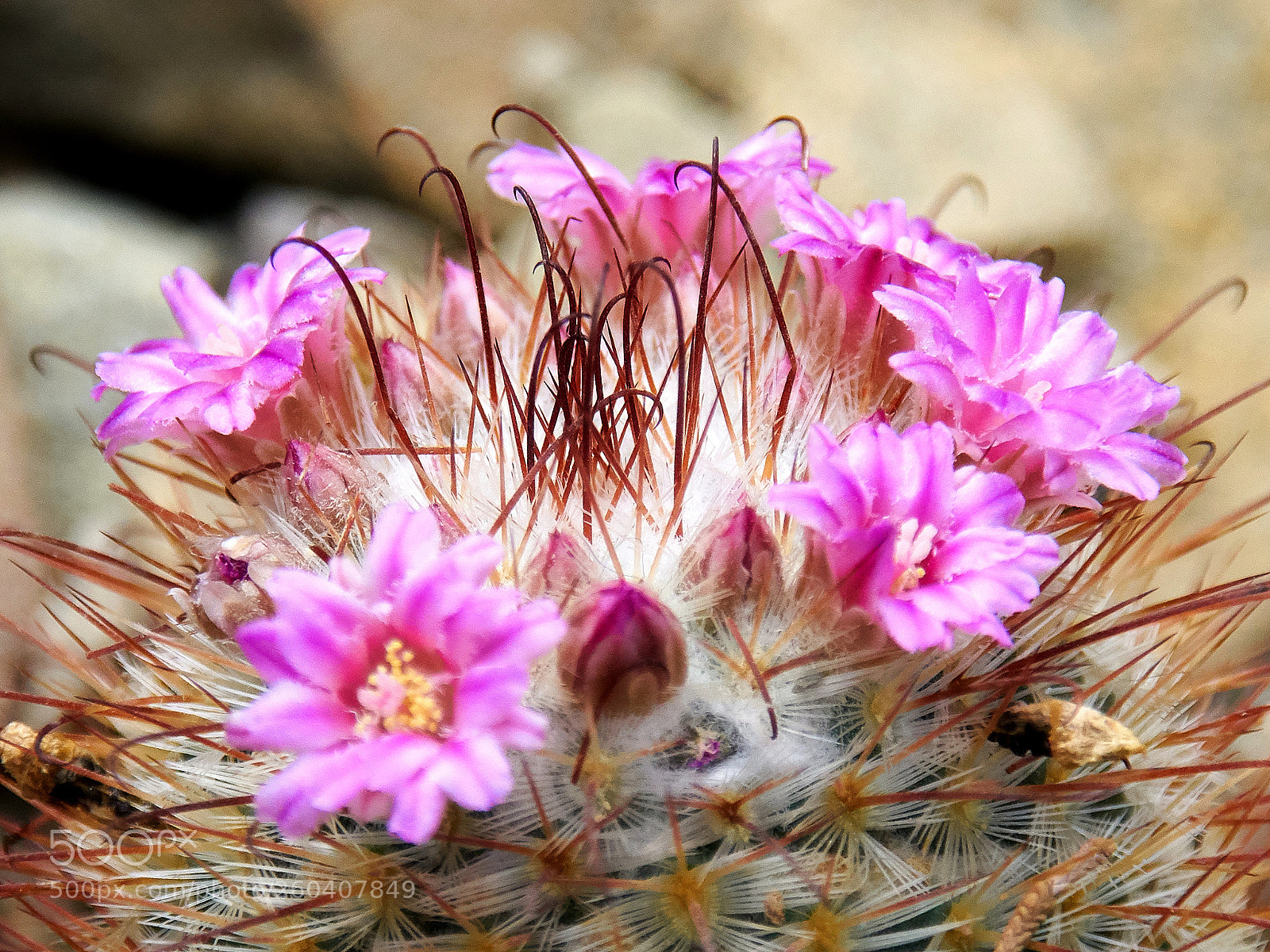 Sony ILCA-77M2 sample photo. Cactus flowers photography