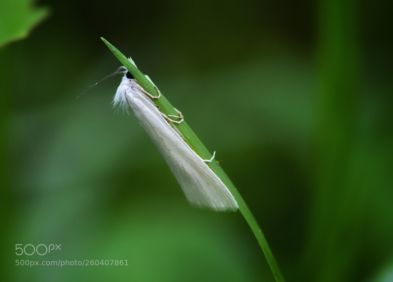 Nikon D7200 sample photo. Nature swing.. photography