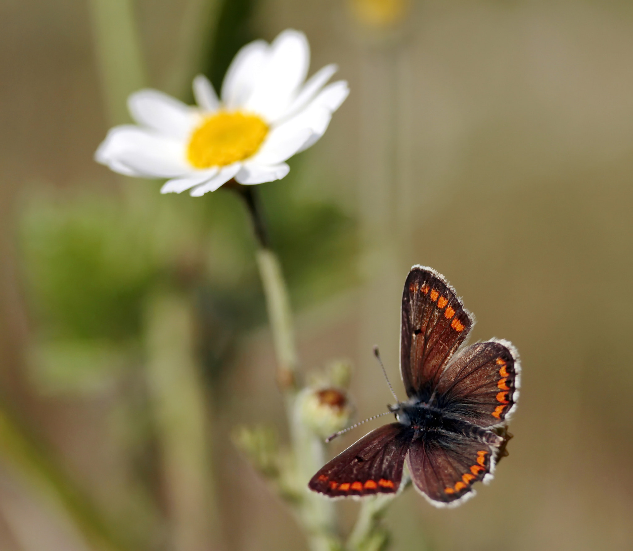 Canon EF-S 60mm F2.8 Macro USM sample photo. Papatya photography