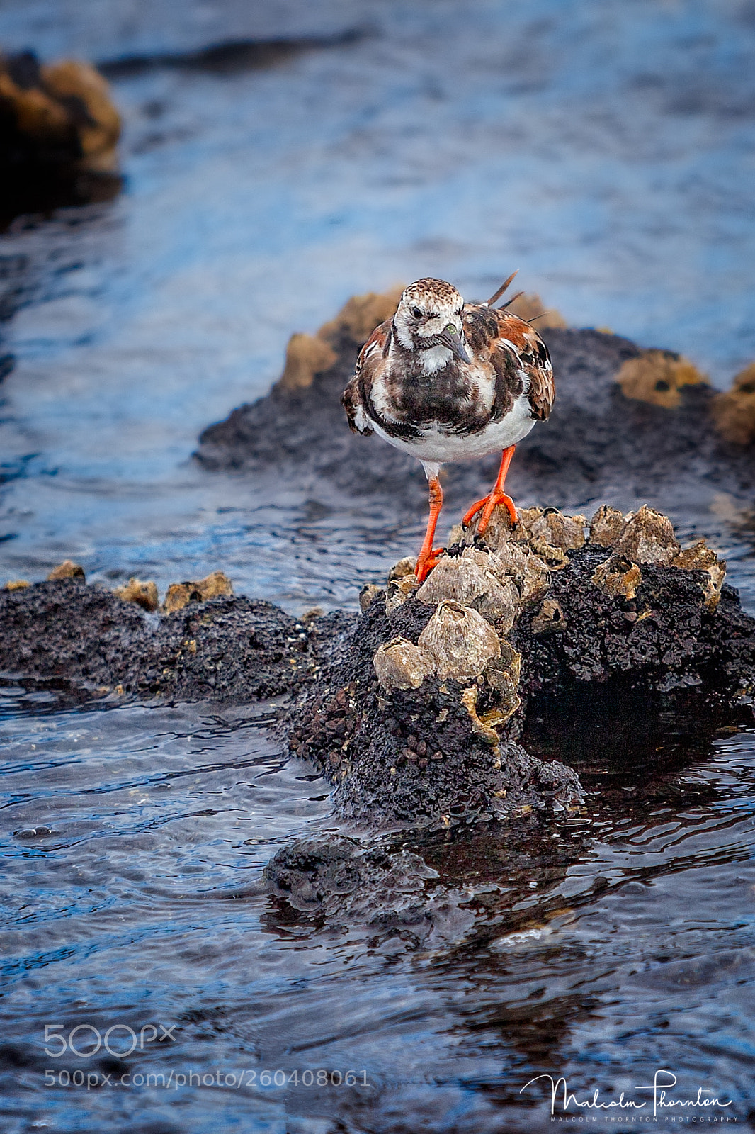 Canon EOS 5D Mark II sample photo. Ruddy turnstone photography