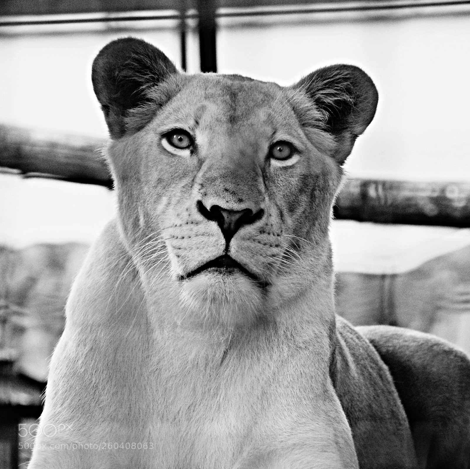Pentax K-30 sample photo. Lion photography