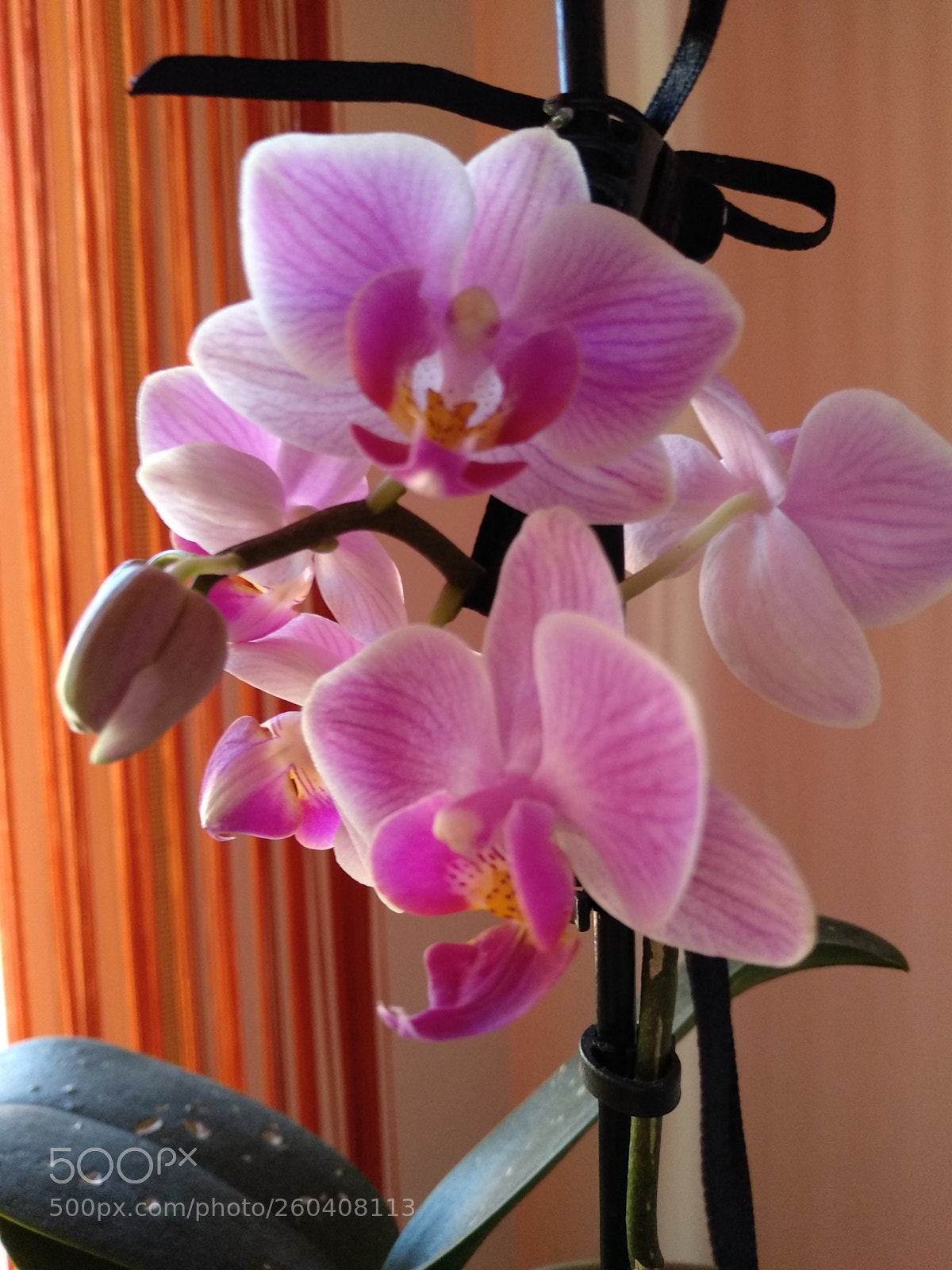 Xiaomi Mi A1 sample photo. Untitled photography