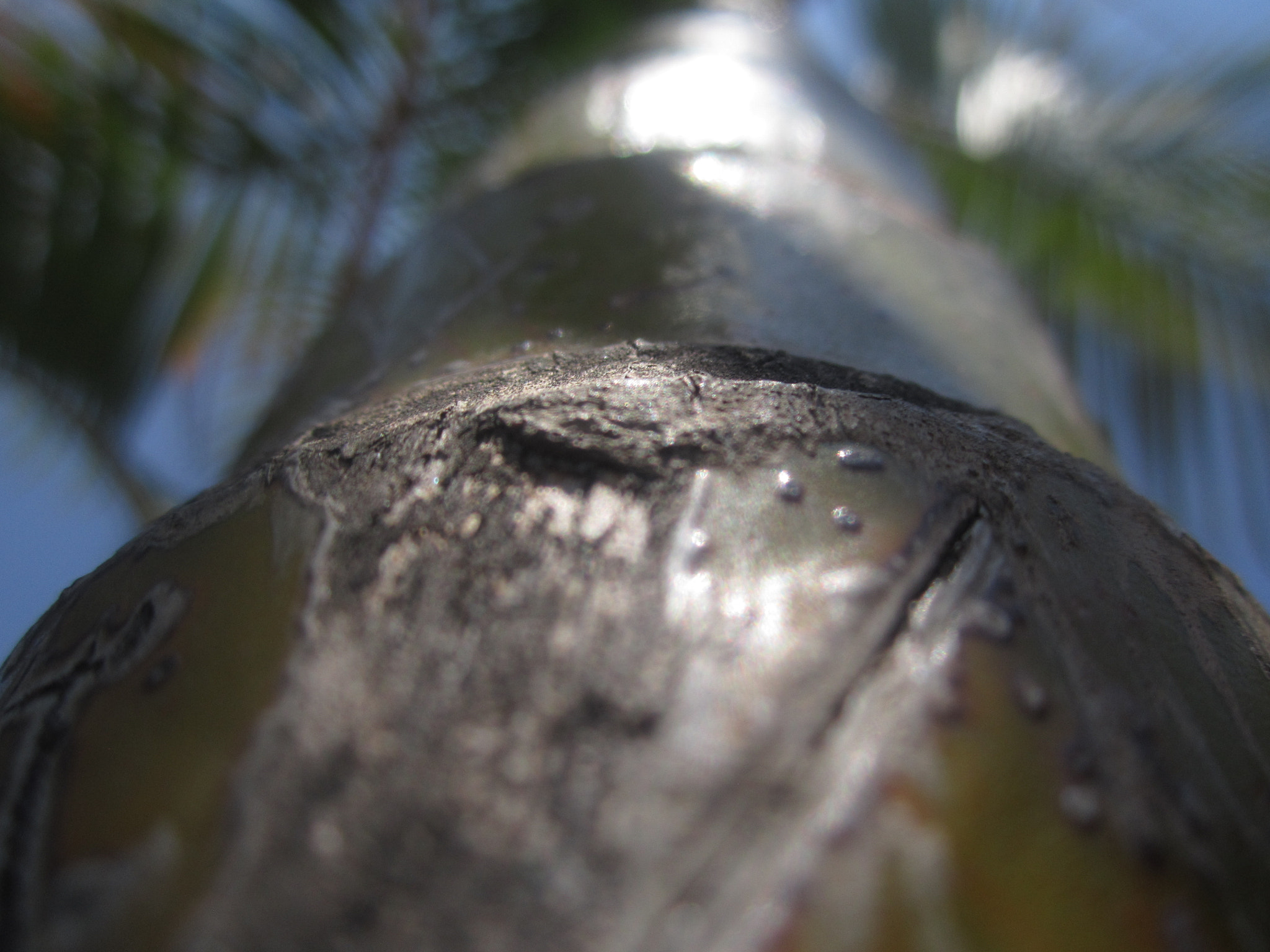 Canon PowerShot A2200 sample photo. Gusano photography