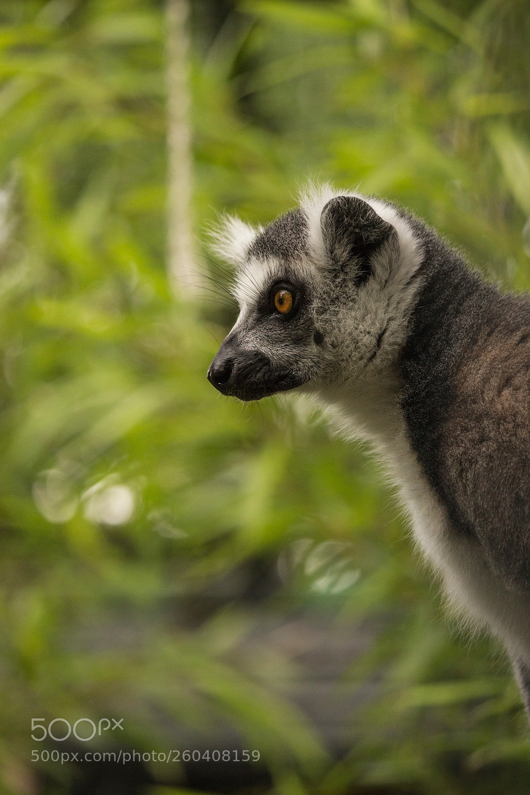 Canon EOS 700D (EOS Rebel T5i / EOS Kiss X7i) sample photo. Lemur photography