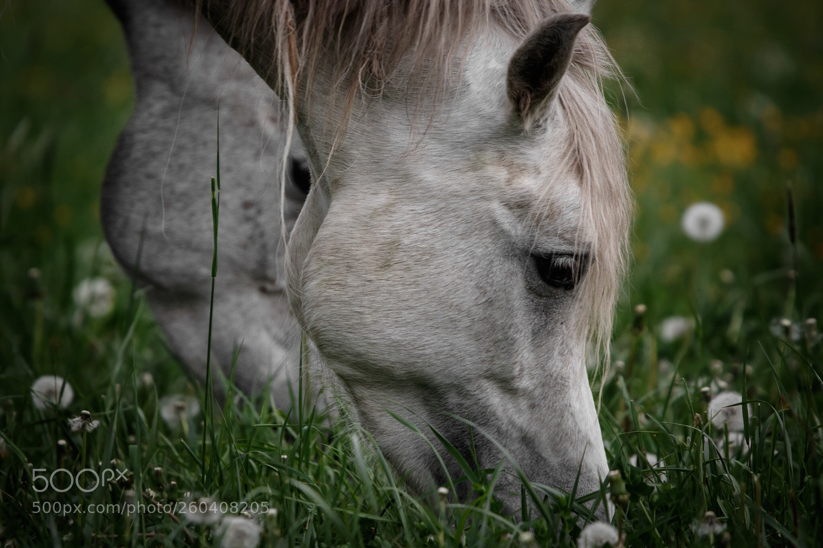 Canon EOS 7D Mark II sample photo. Pferd photography