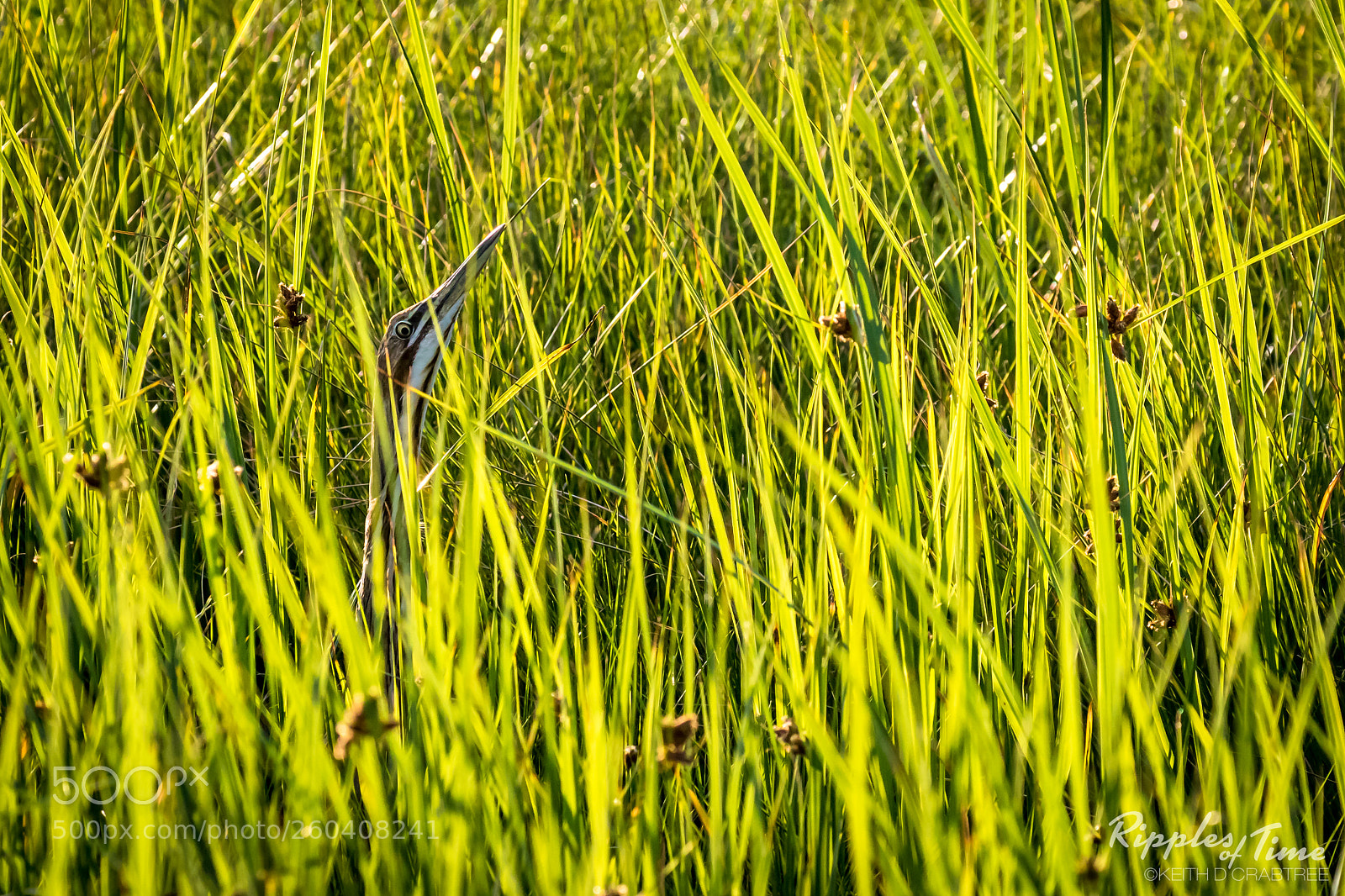 Canon EOS 7D Mark II sample photo. Can you see me? photography