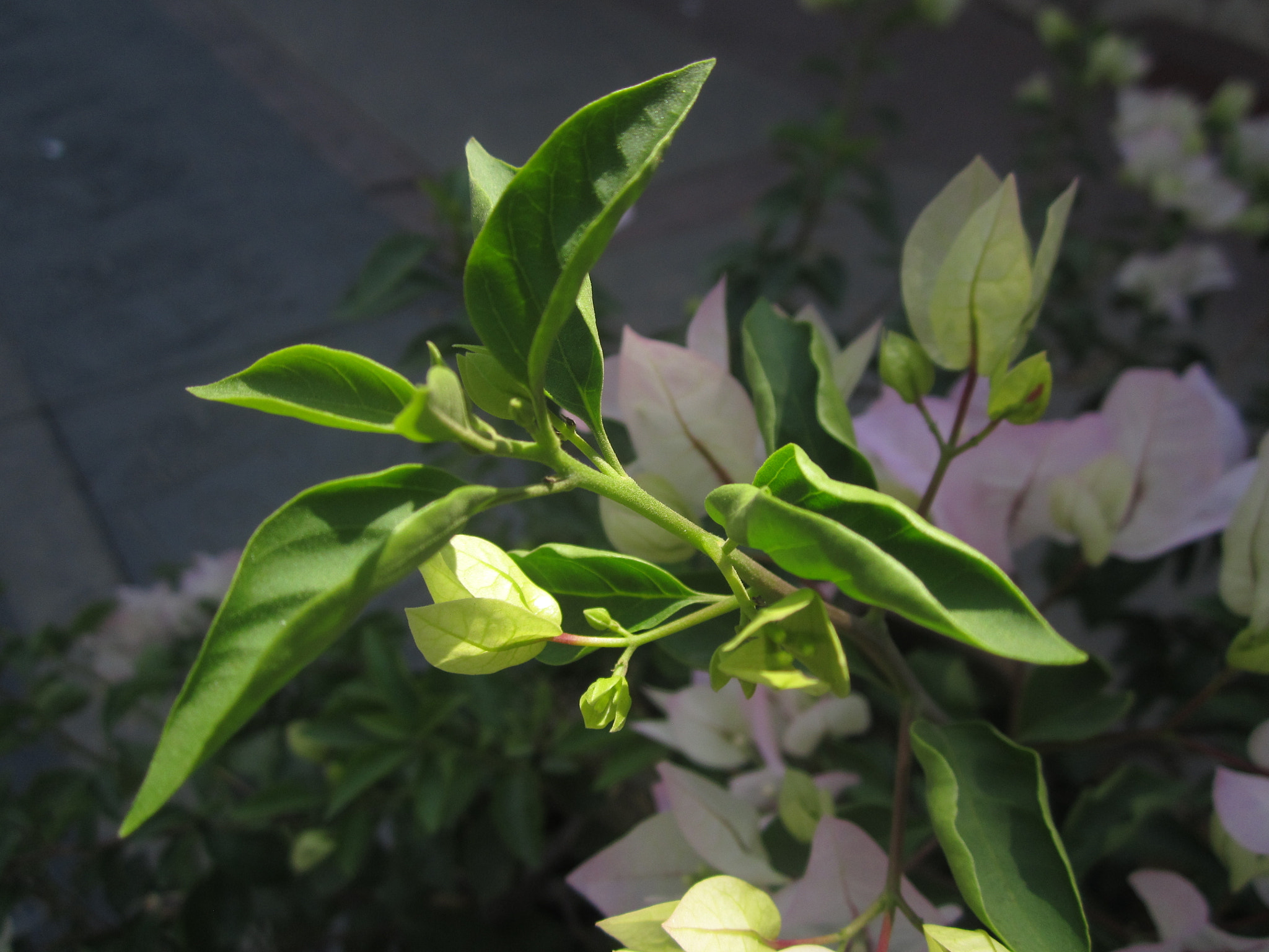 Canon PowerShot A2200 sample photo. Verde photography