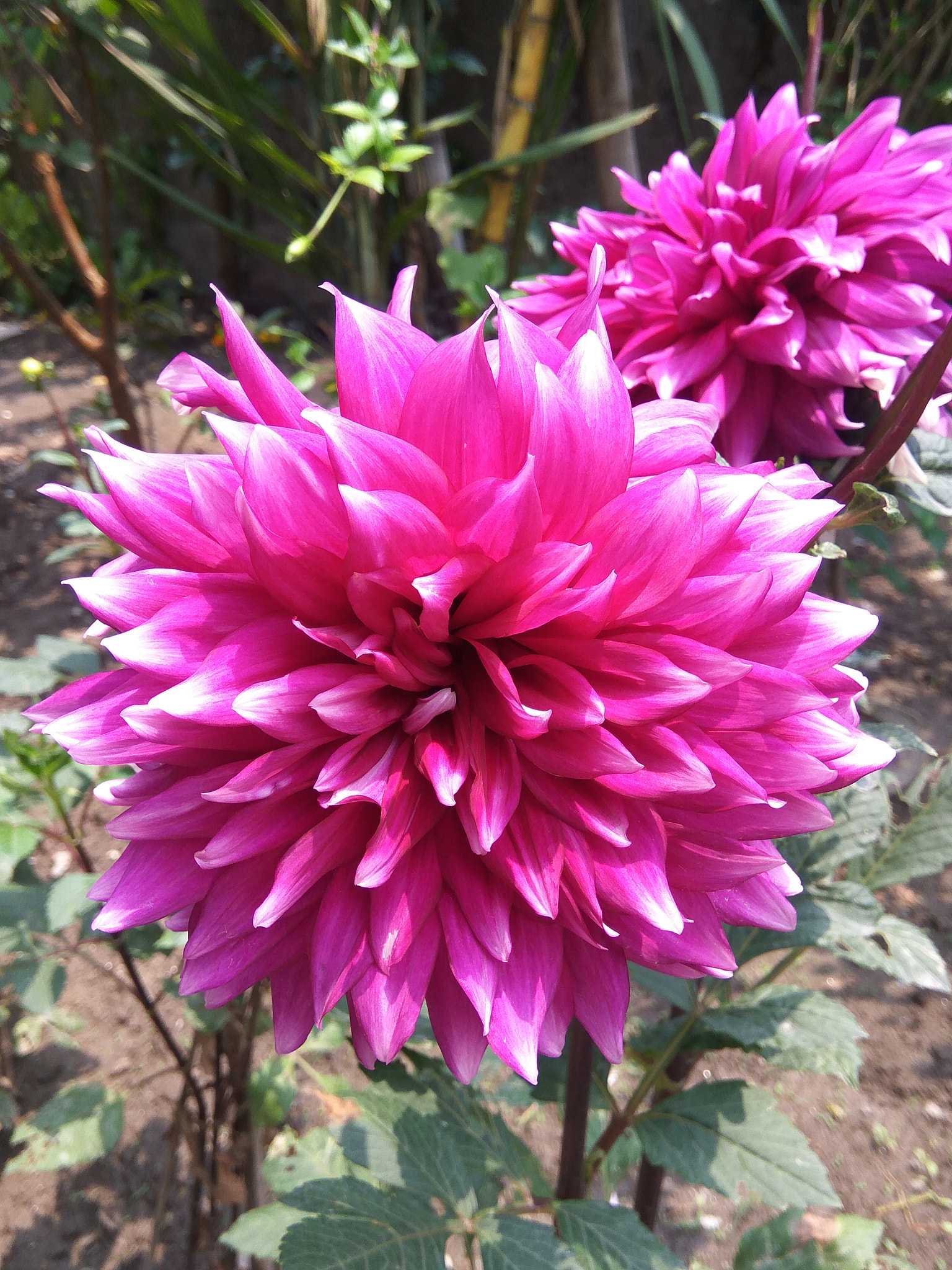 Xiaomi Redmi Note3 sample photo. Flowers photography