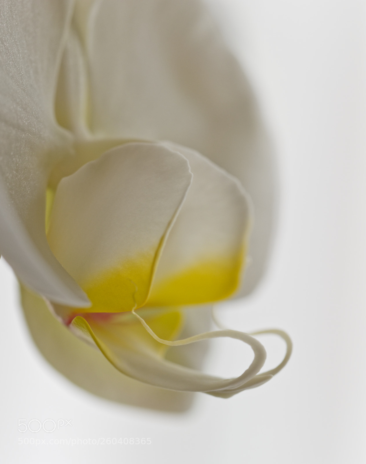Olympus OM-D E-M1 sample photo. Orchid photography