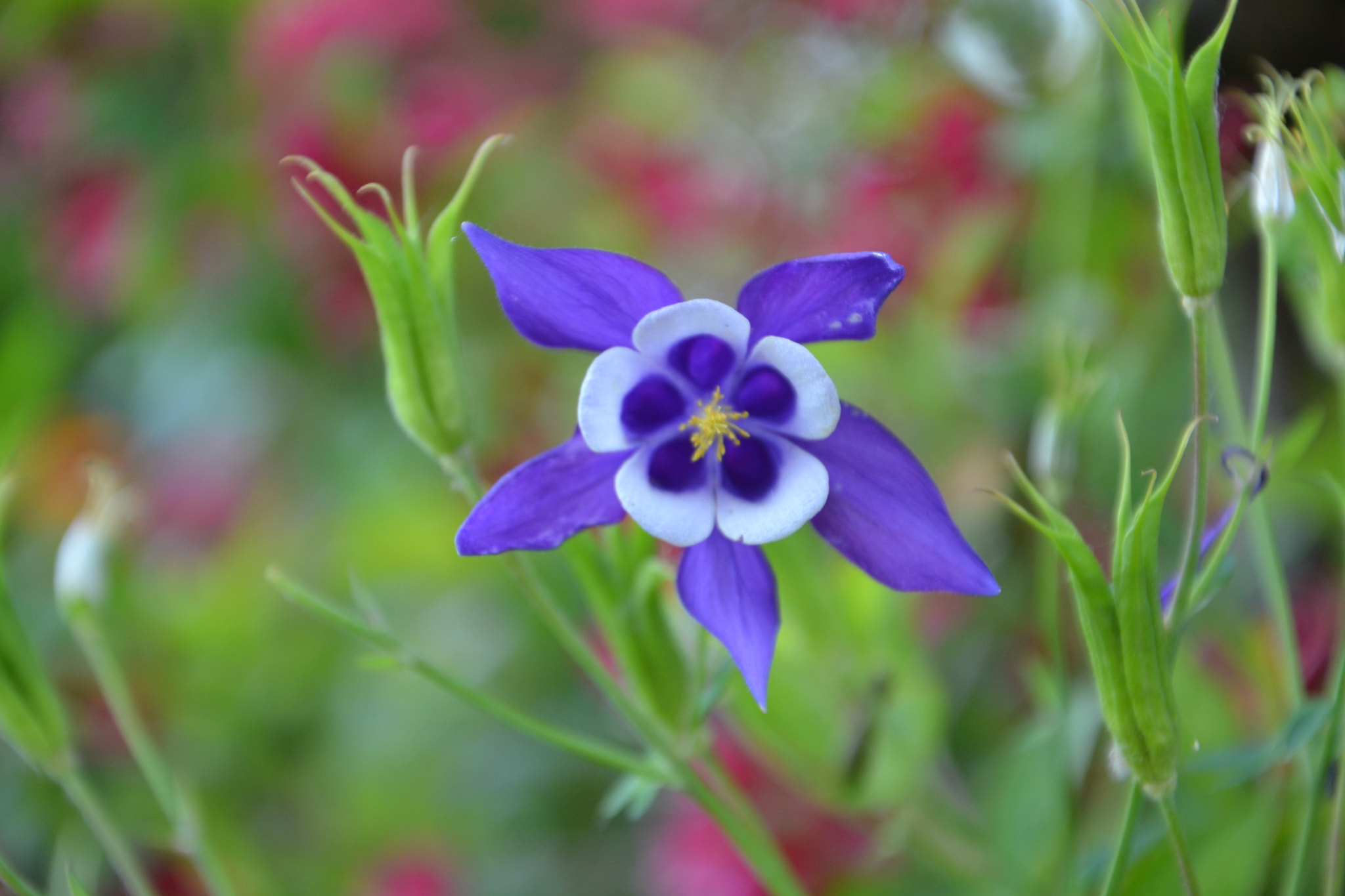 Nikon D3100 sample photo. Flower photography
