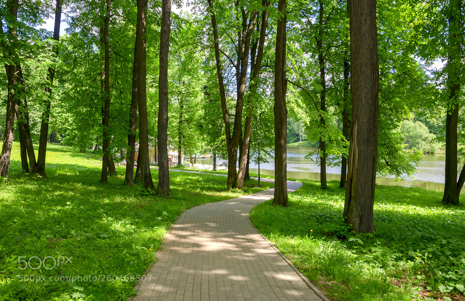 Nikon D5100 sample photo. Shady park photography