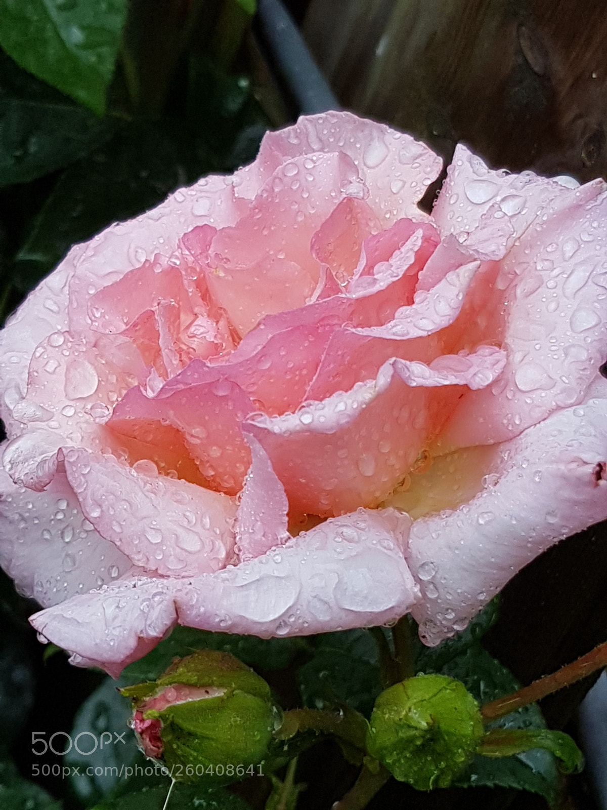Samsung Galaxy S7 Edge sample photo. The rose in the photography