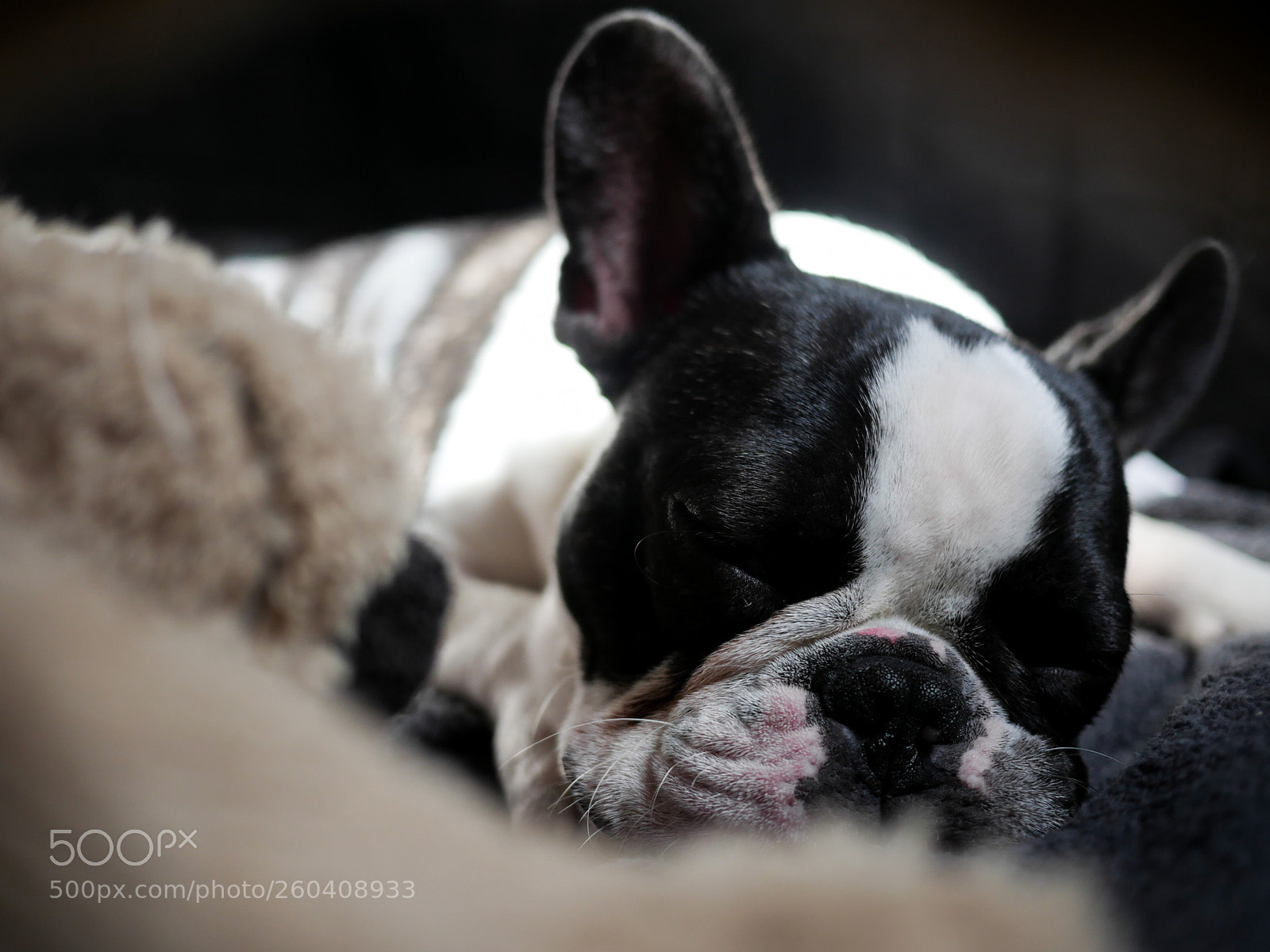 Panasonic Lumix DMC-GH4 sample photo. French bulldog photography