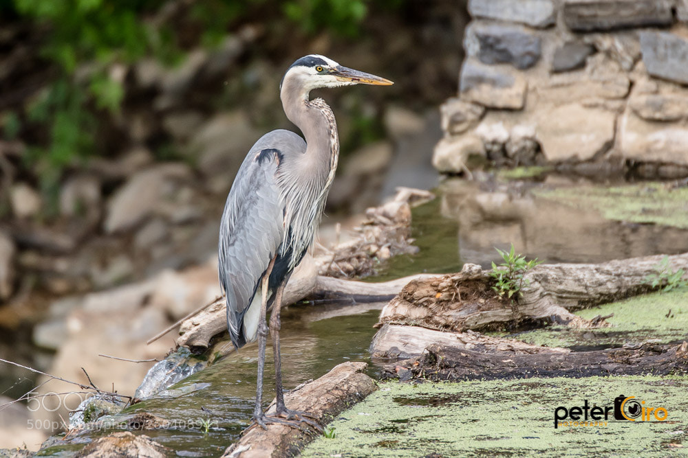 Canon EOS 7D Mark II sample photo. Blue heron at lee photography
