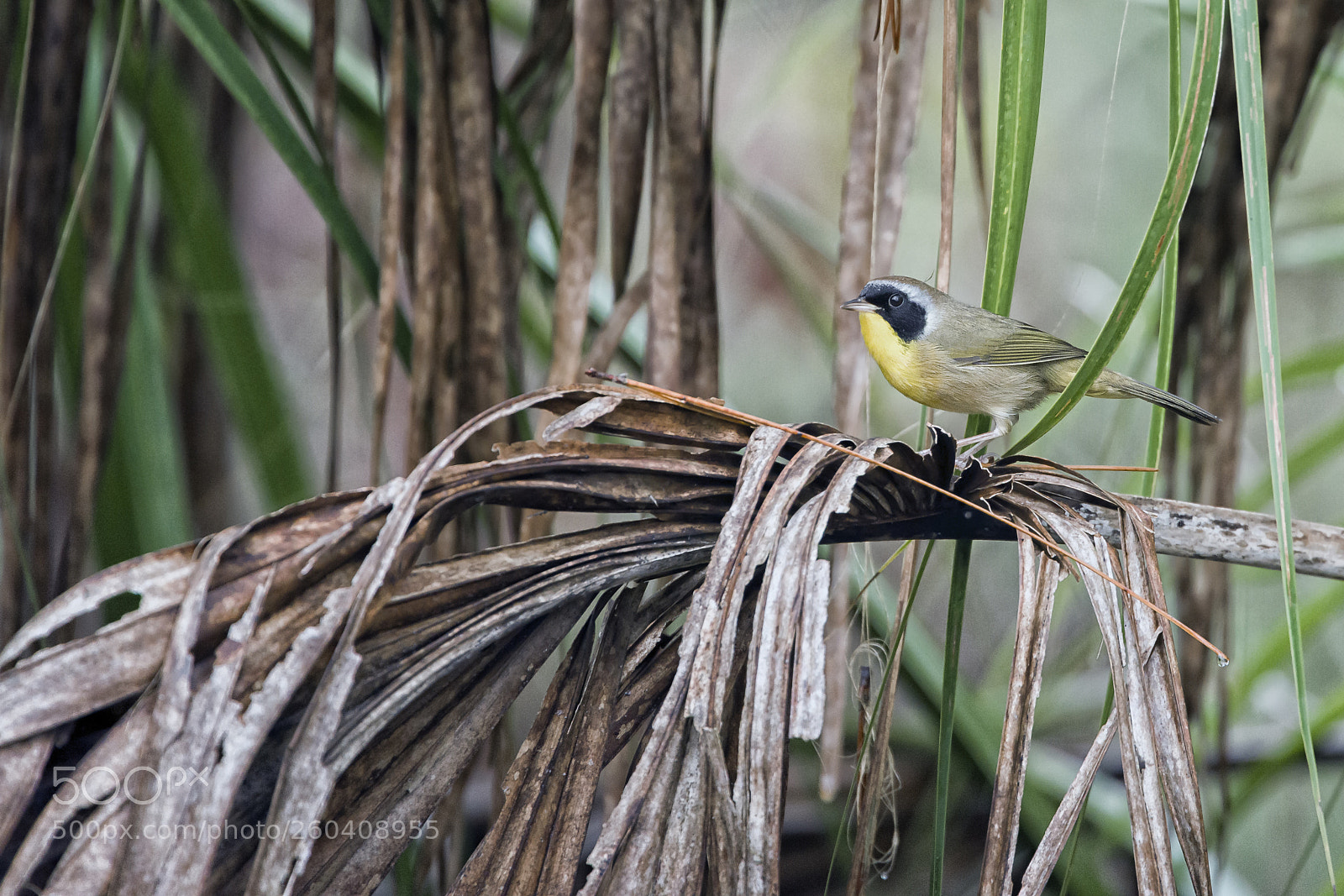 Nikon D810 sample photo. Common yellowthroat photography