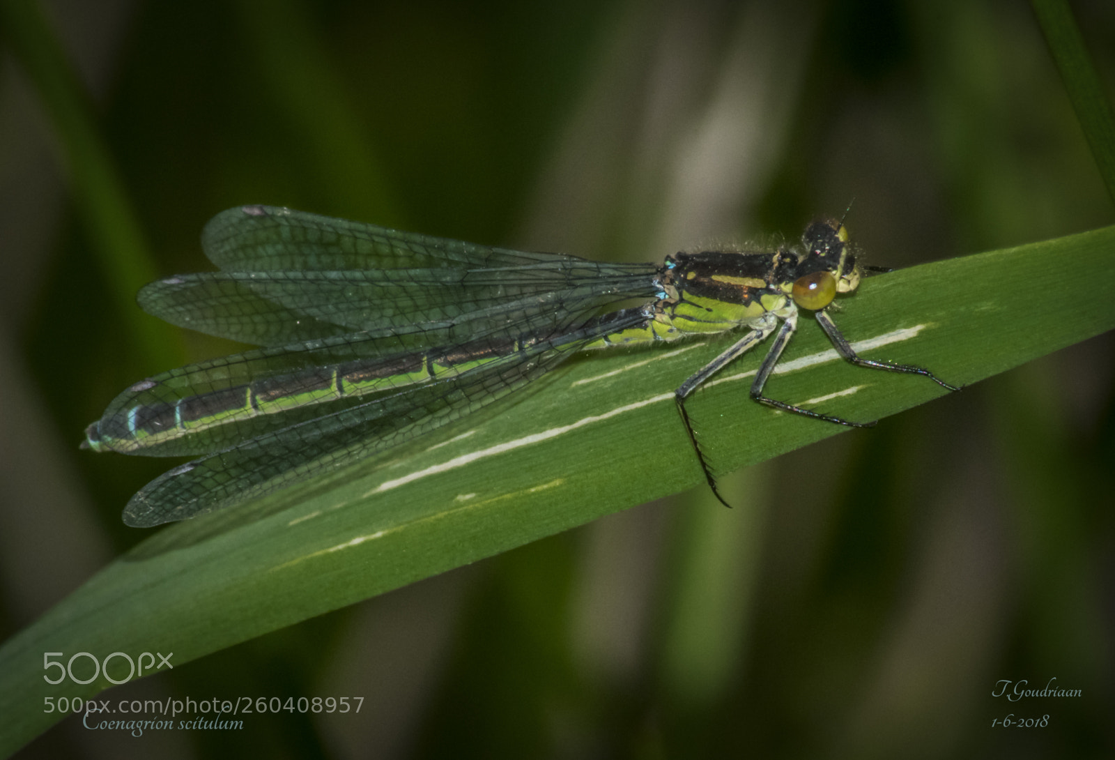 Nikon D5300 sample photo. Dragonfly (coenagrion scitulum) photography