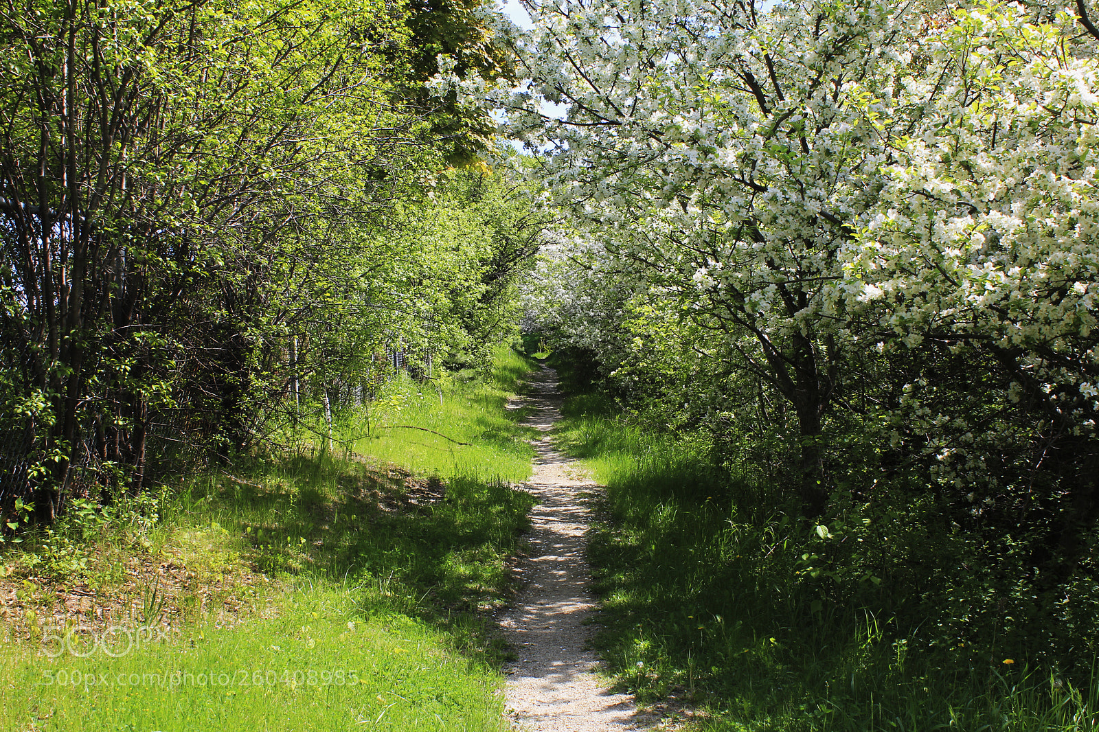 Canon EOS 550D (EOS Rebel T2i / EOS Kiss X4) sample photo. Blossom path photography