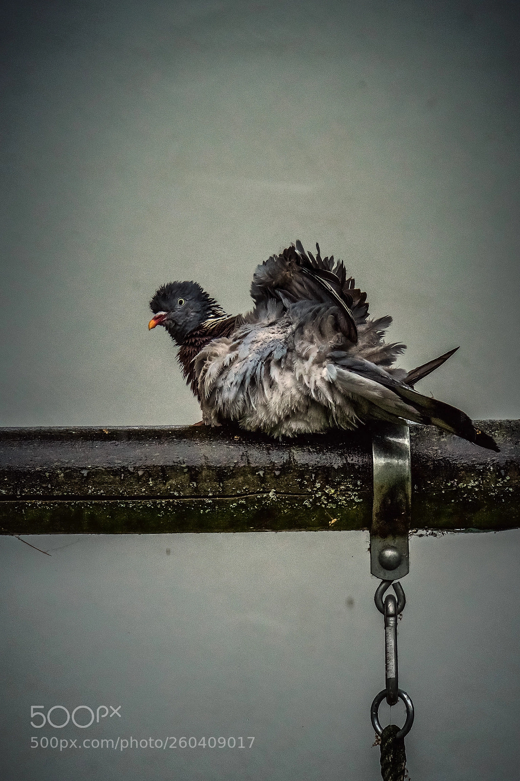 Nikon D500 sample photo. Time for a shower! photography