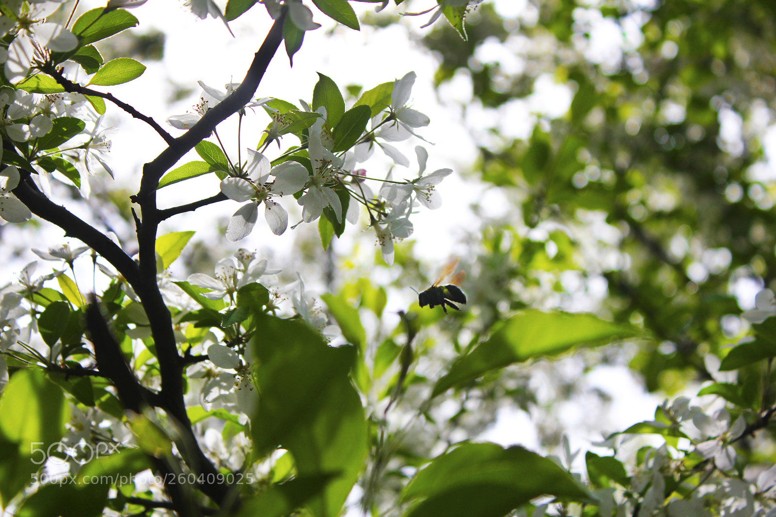 Canon EOS 550D (EOS Rebel T2i / EOS Kiss X4) sample photo. Flying bee photography