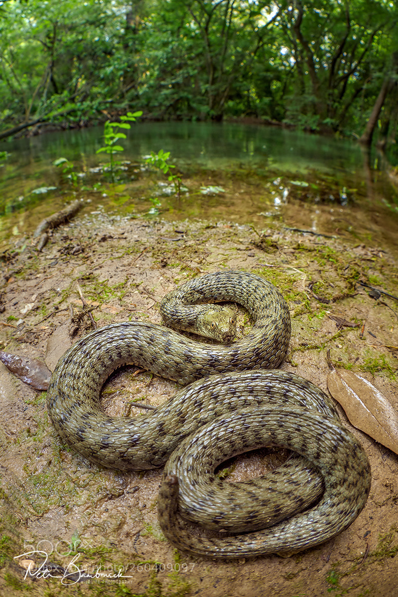 Olympus OM-D E-M1 Mark II sample photo. Dice snake | croatia photography
