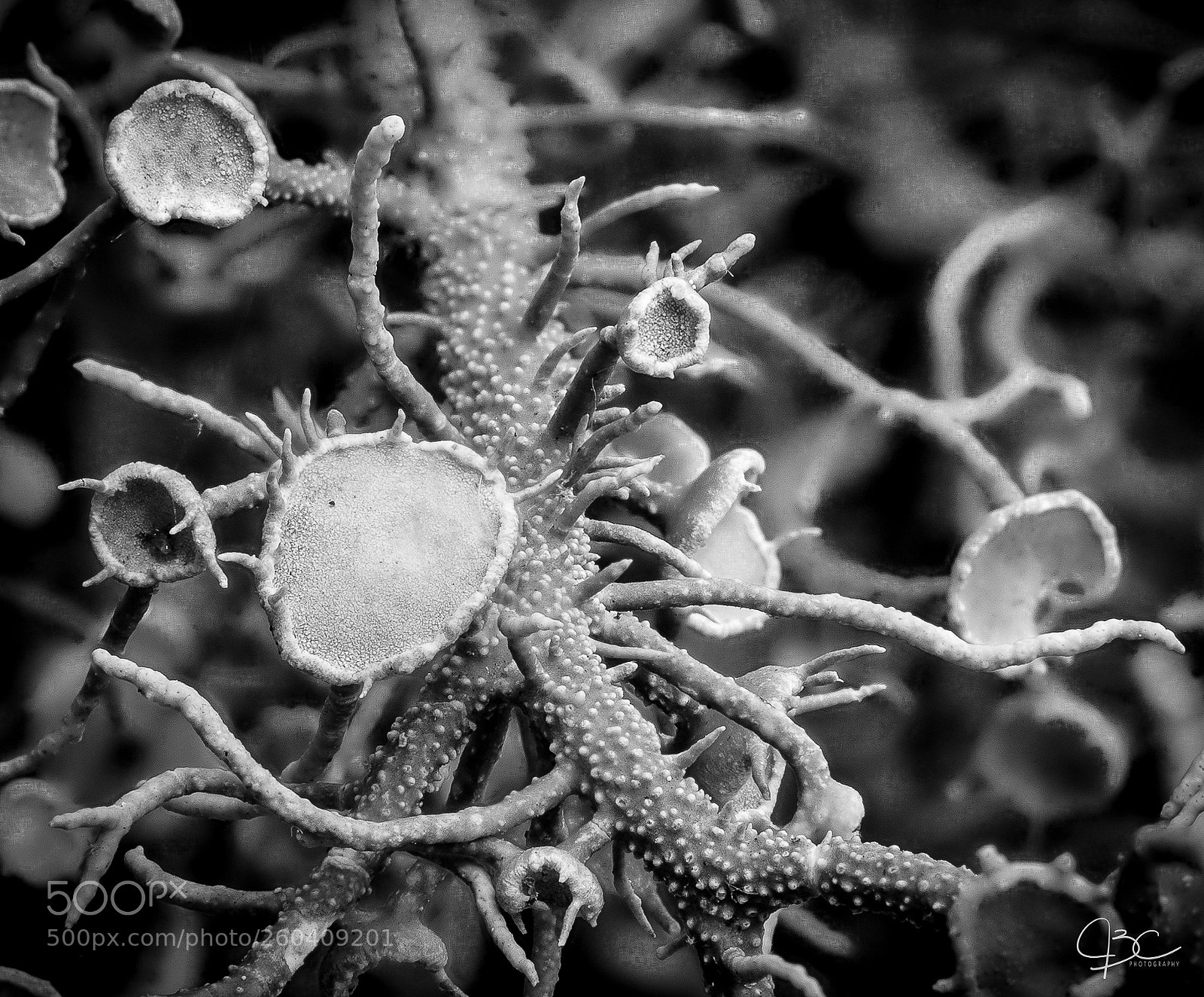 Sony a7R II sample photo. B&w alien photography