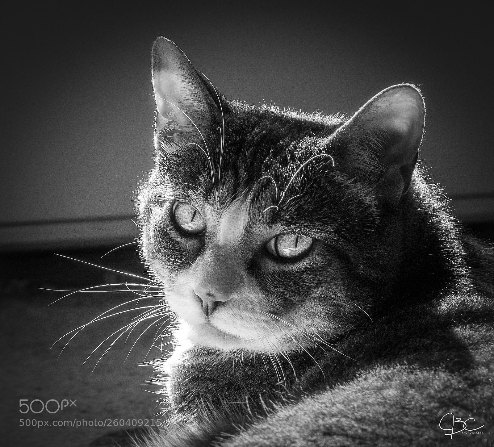 Sony a7R II sample photo. B&w mango photography