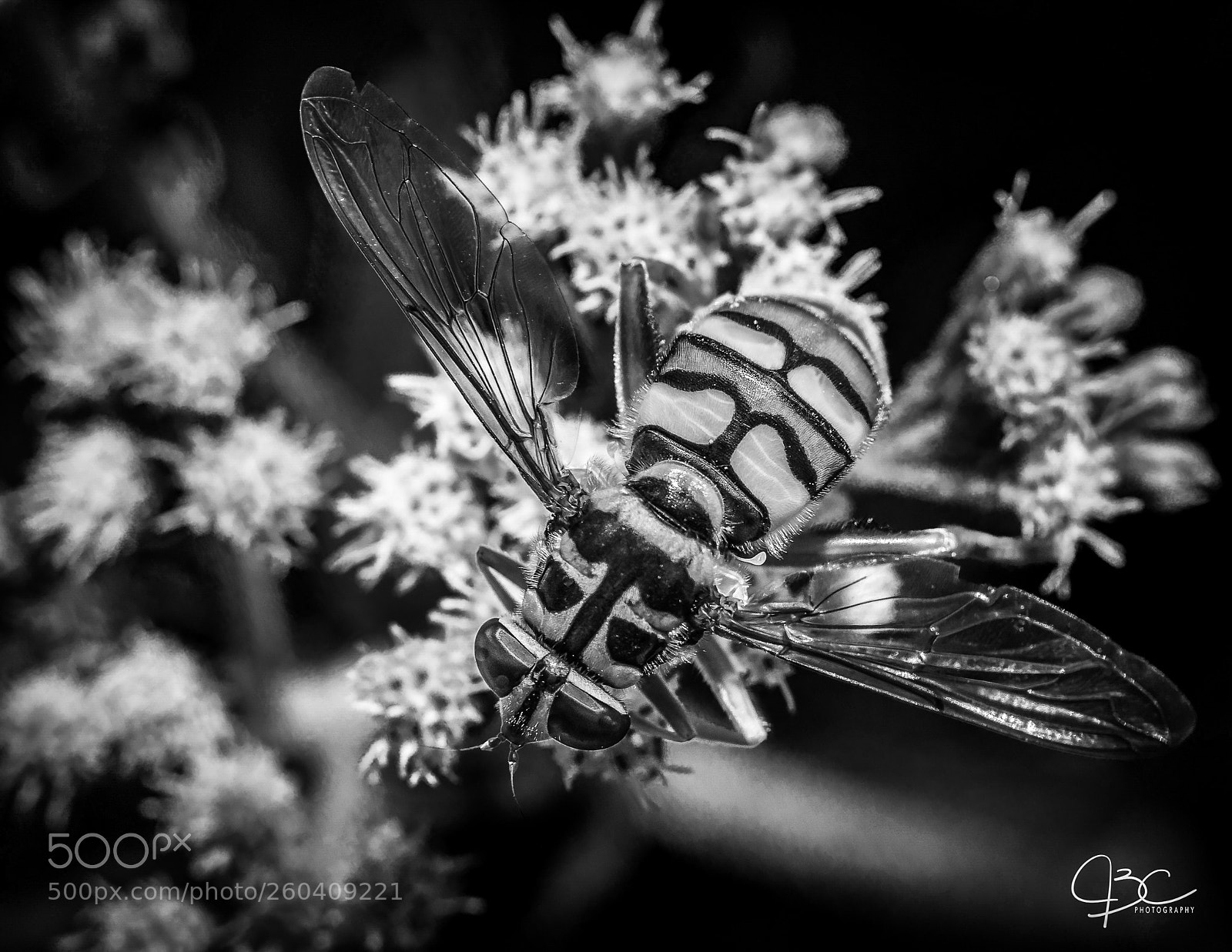 Nikon D800 sample photo. B&w hoverfly photography