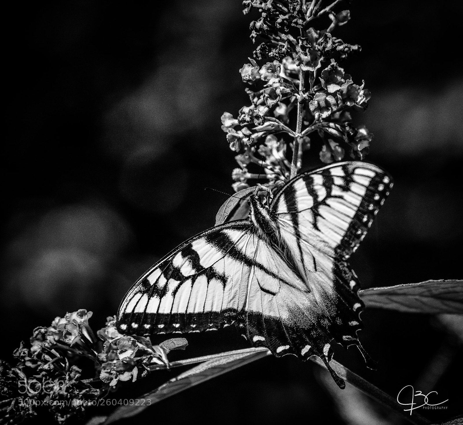 Nikon D800 sample photo. B&w zebra swallowtail photography