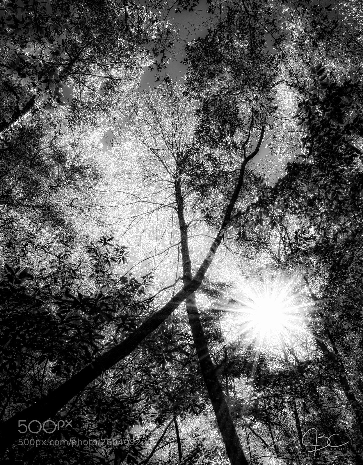 Nikon D800 sample photo. B w from tom's photography
